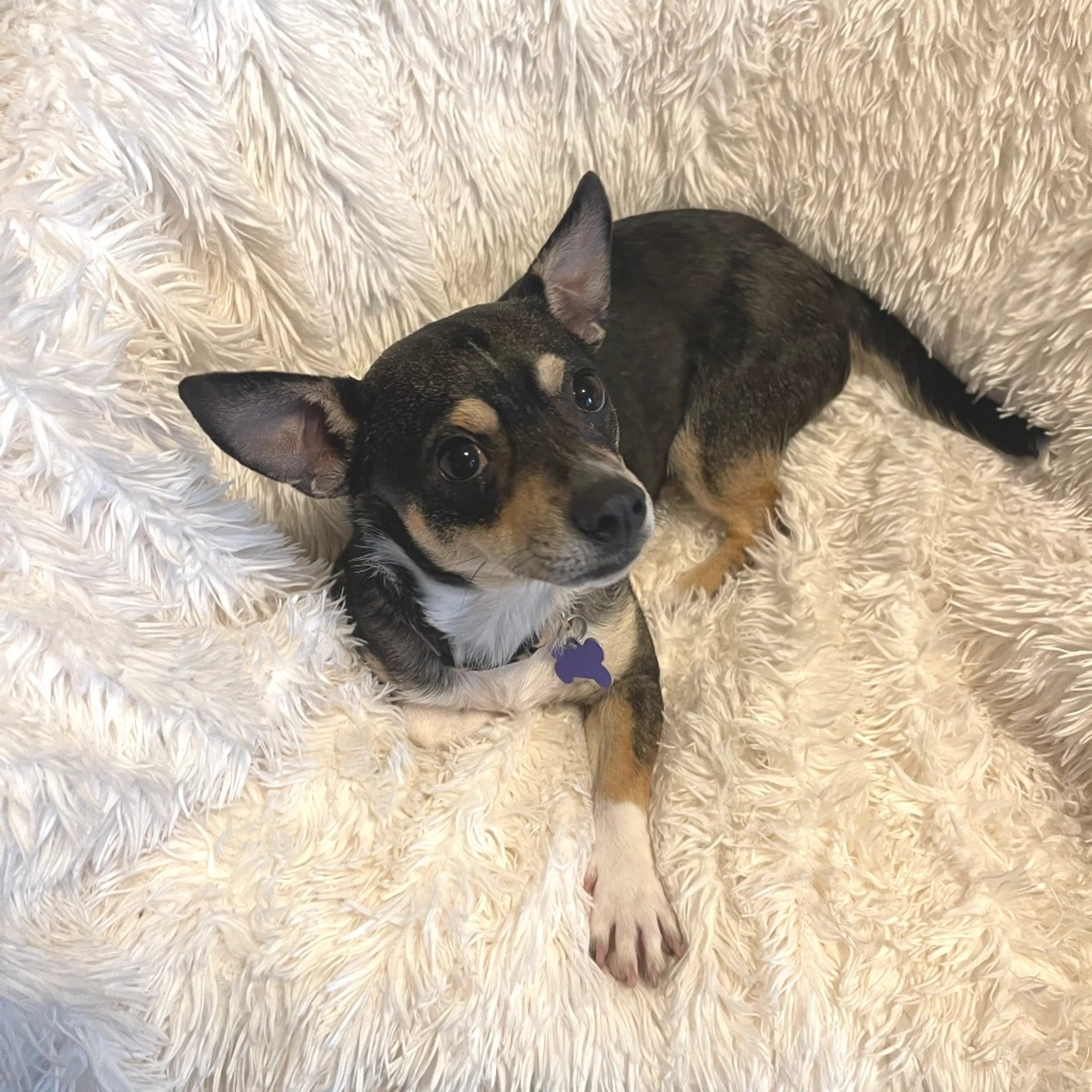 Found pet-13