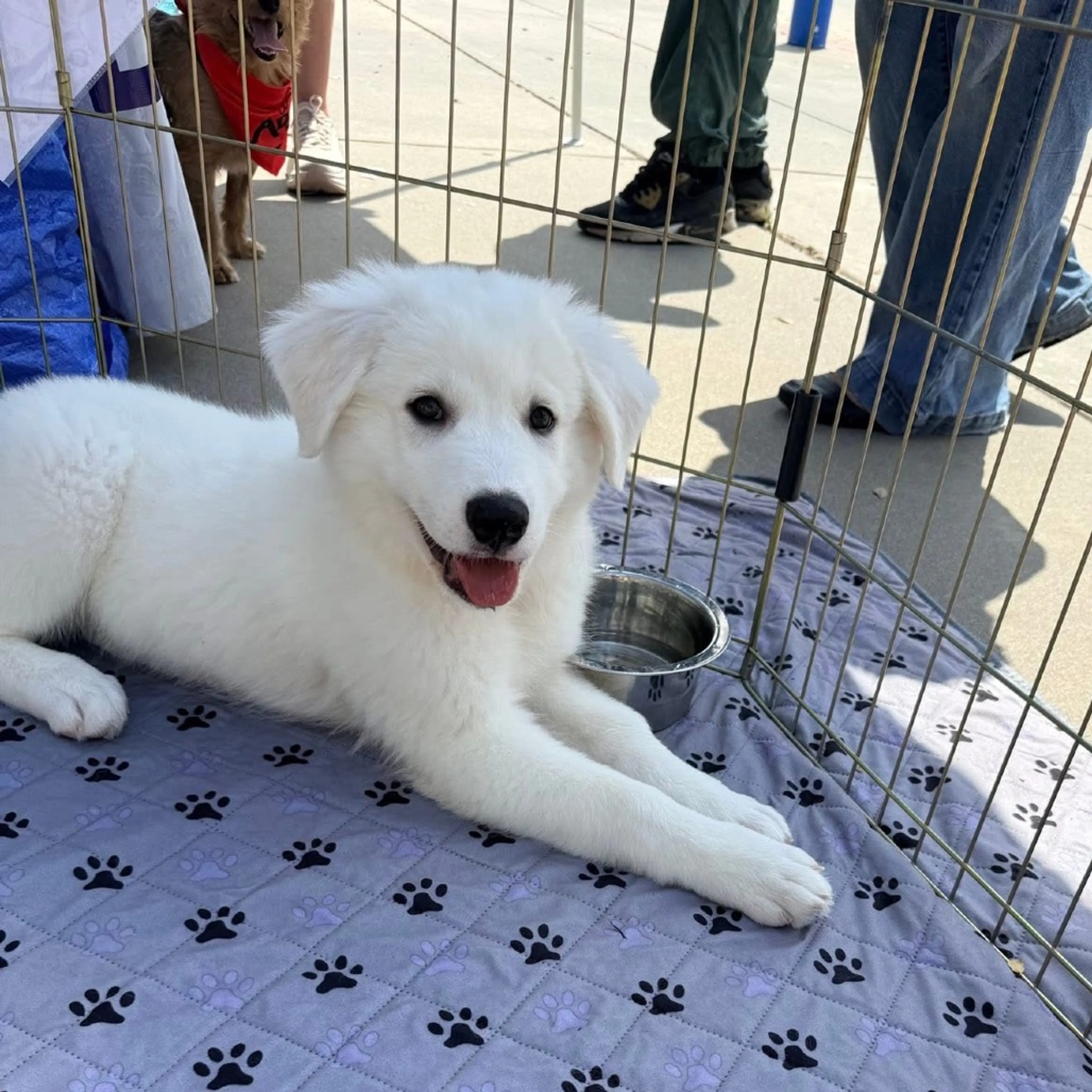 Found pet-16