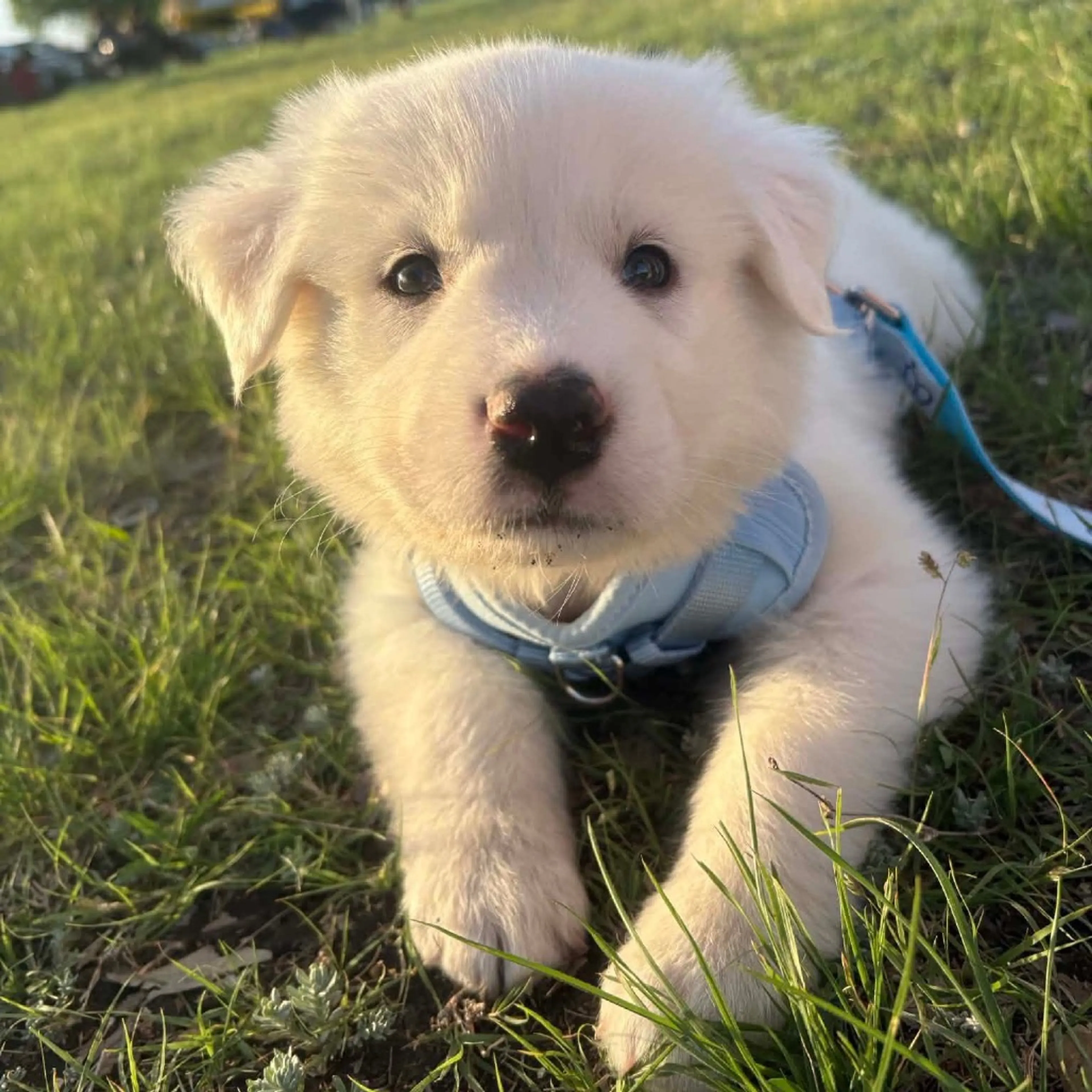 Found pet-2