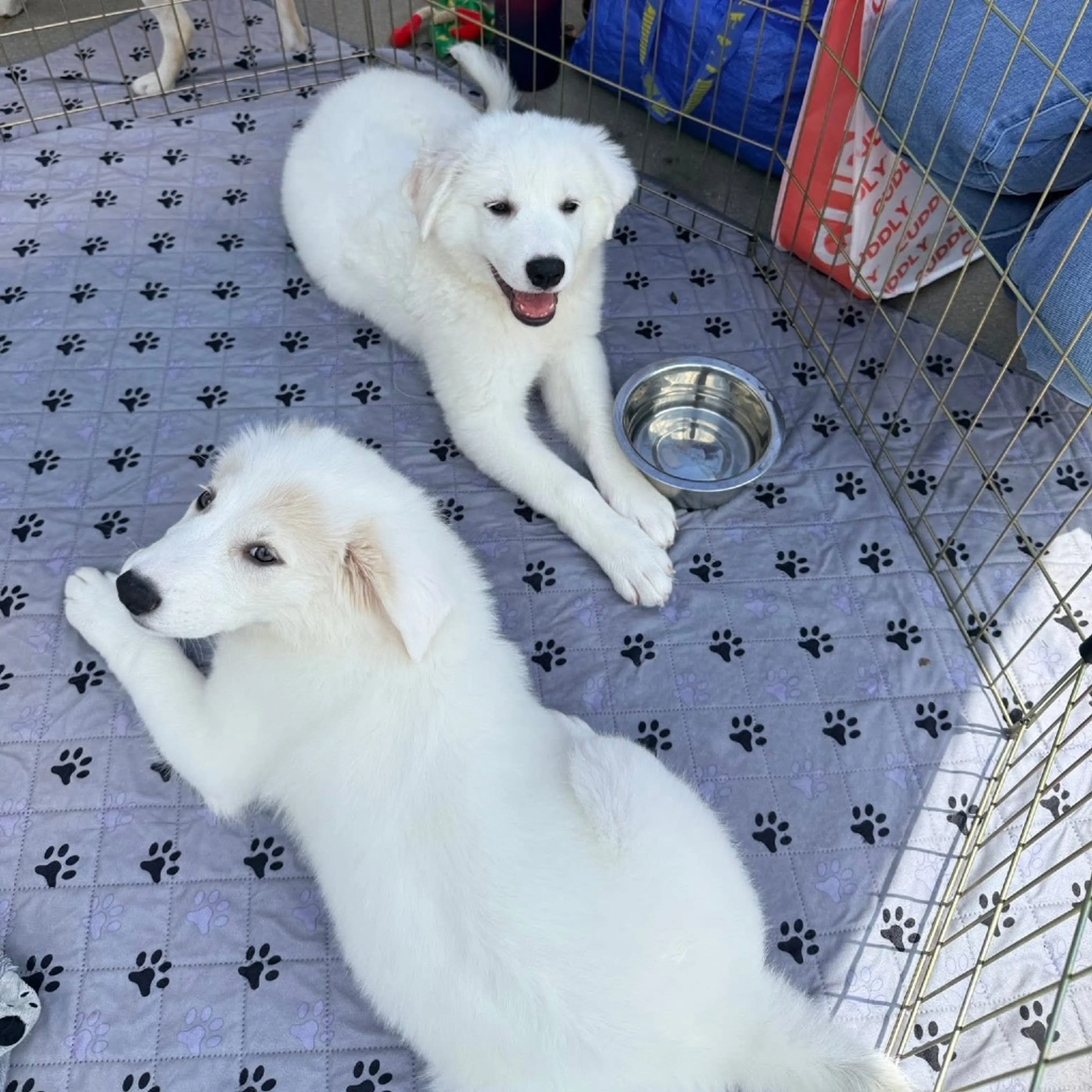 Found pet-20