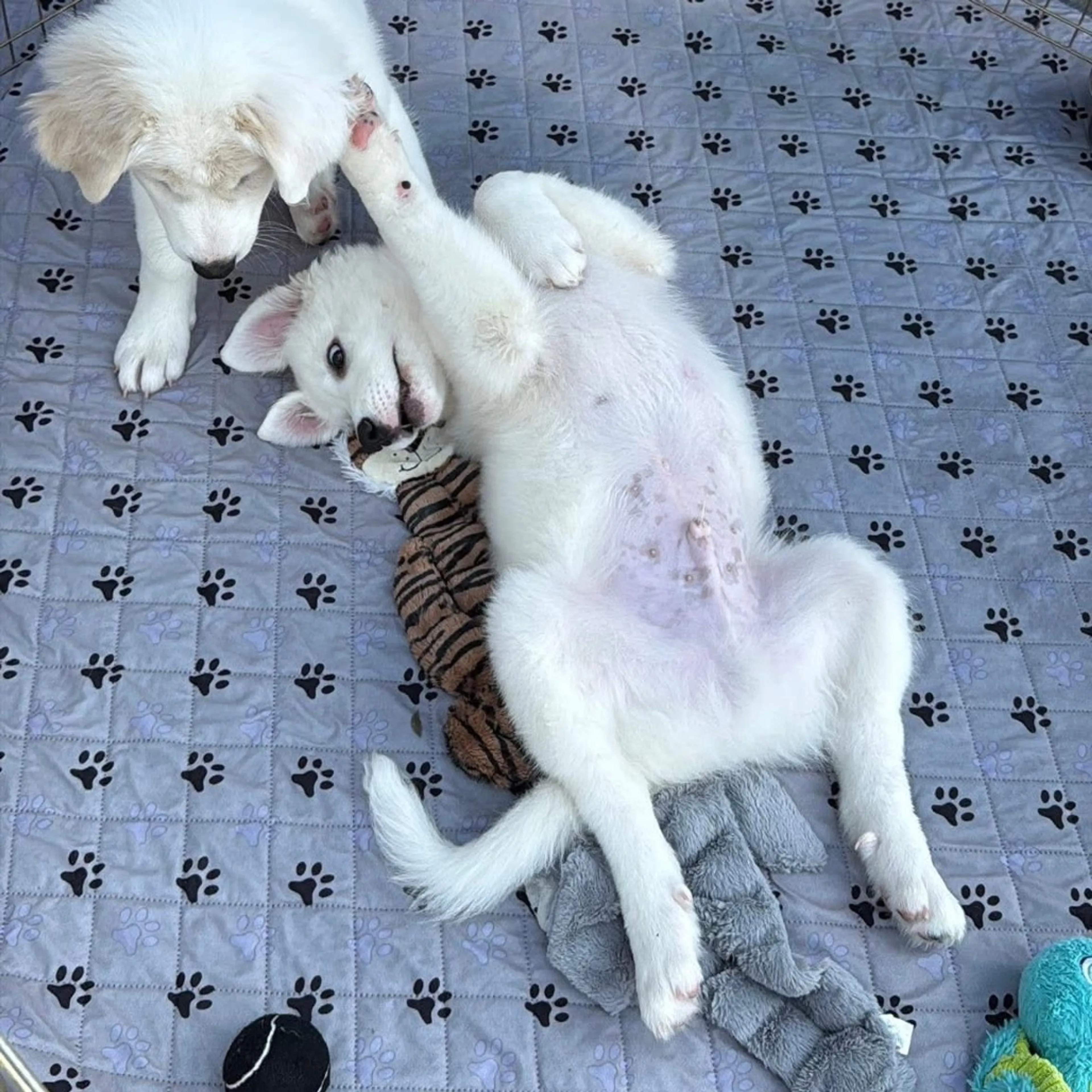 Found pet-19