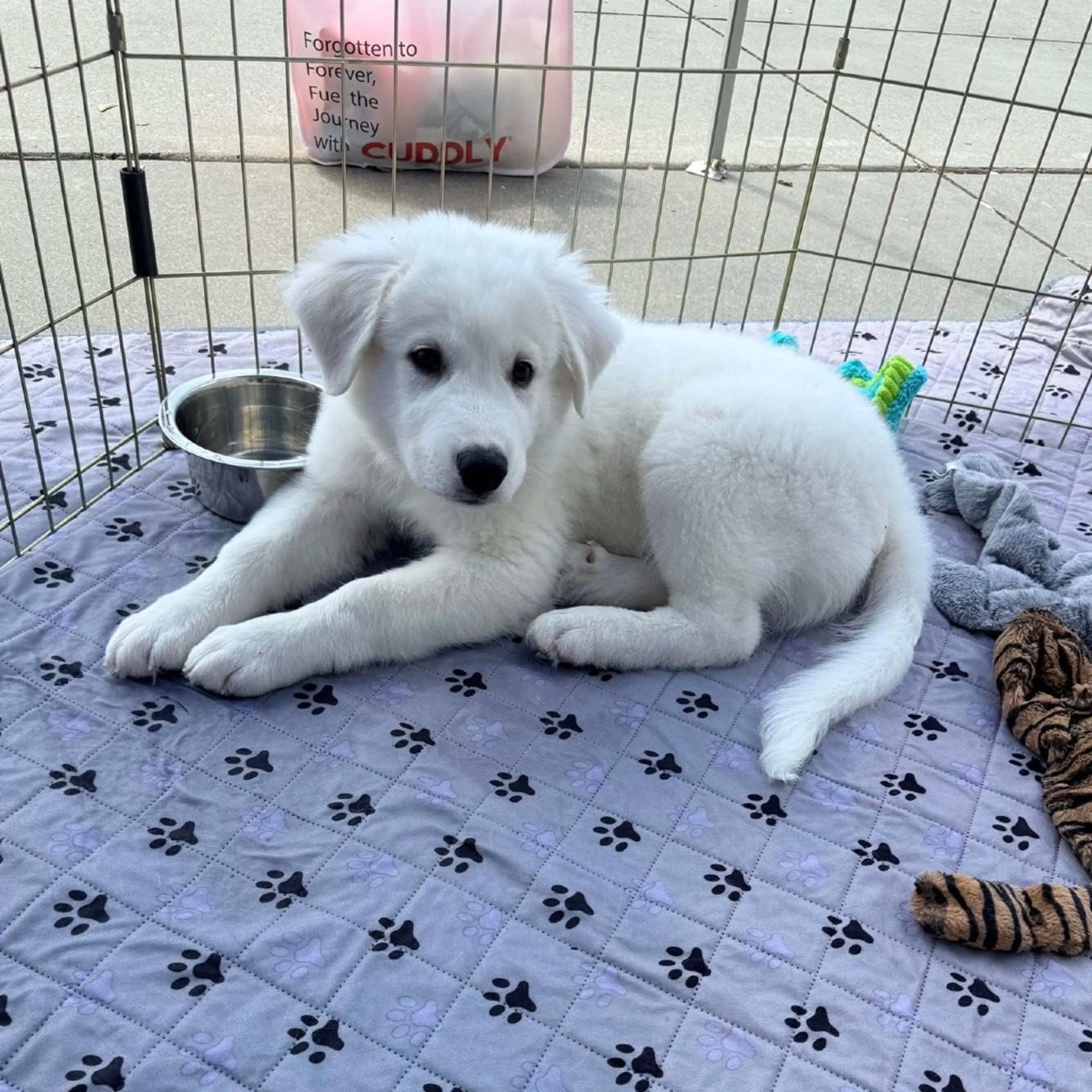 Found pet-18