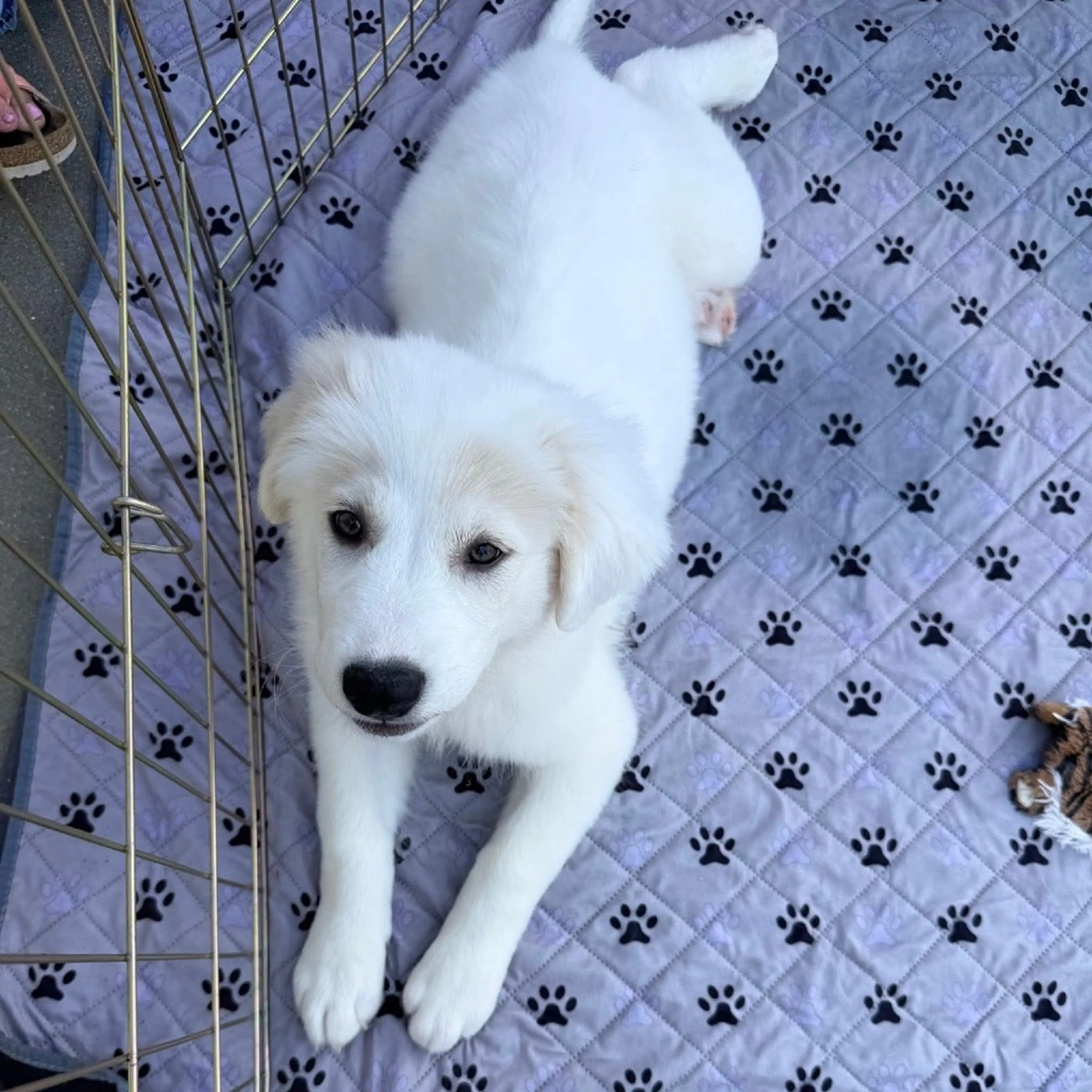 Found pet-21