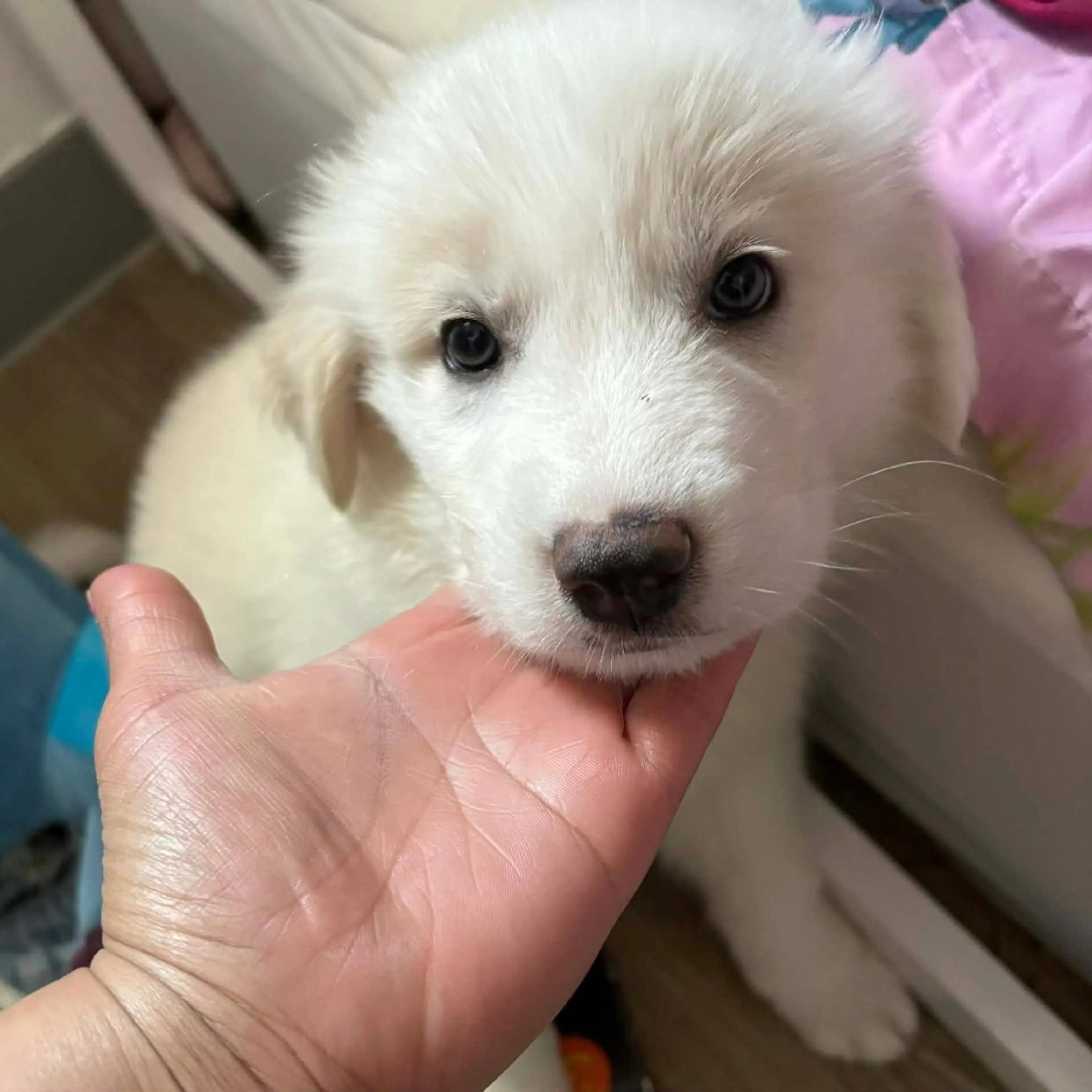 Found pet-2