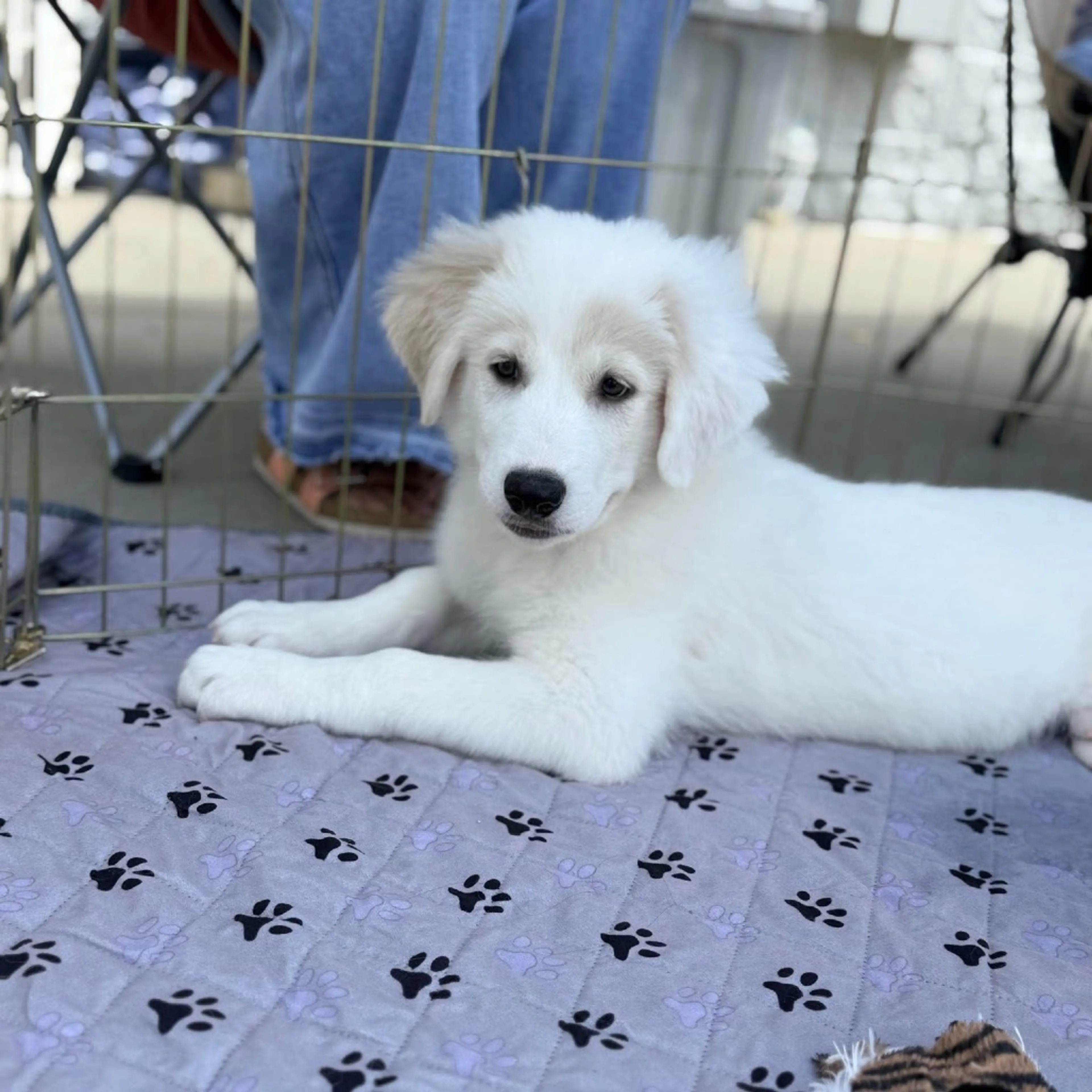 Found pet-16