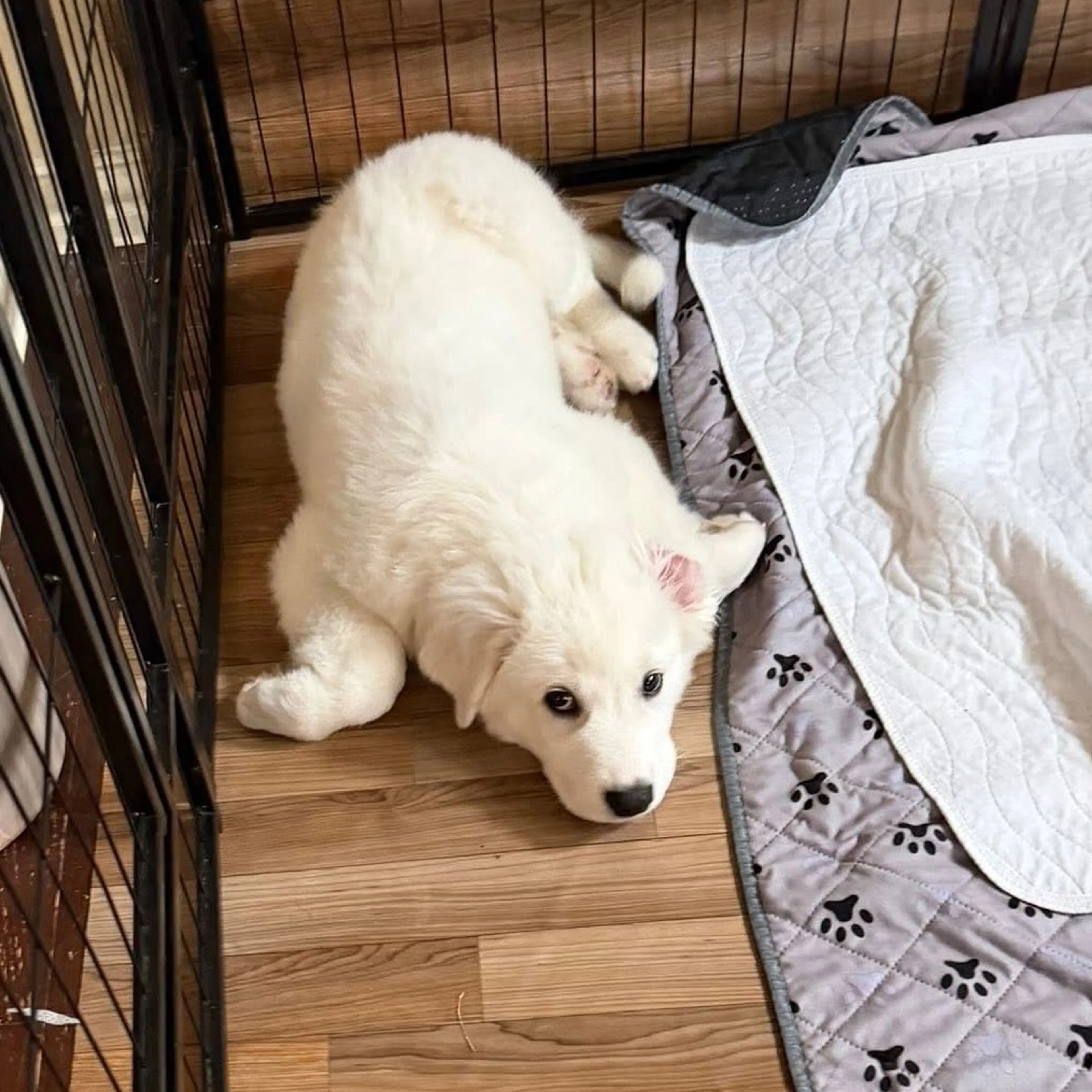 Found pet-24