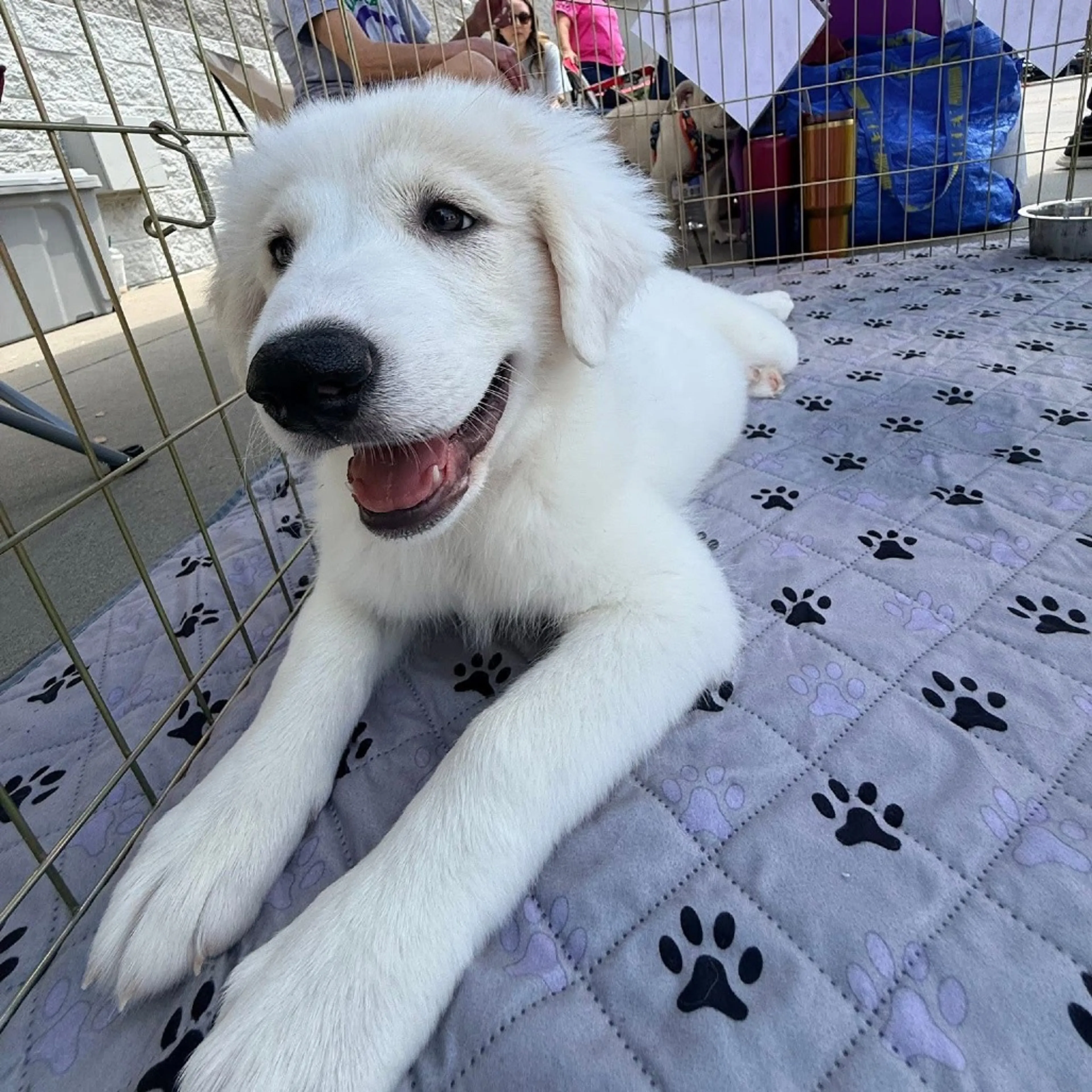 Found pet-19