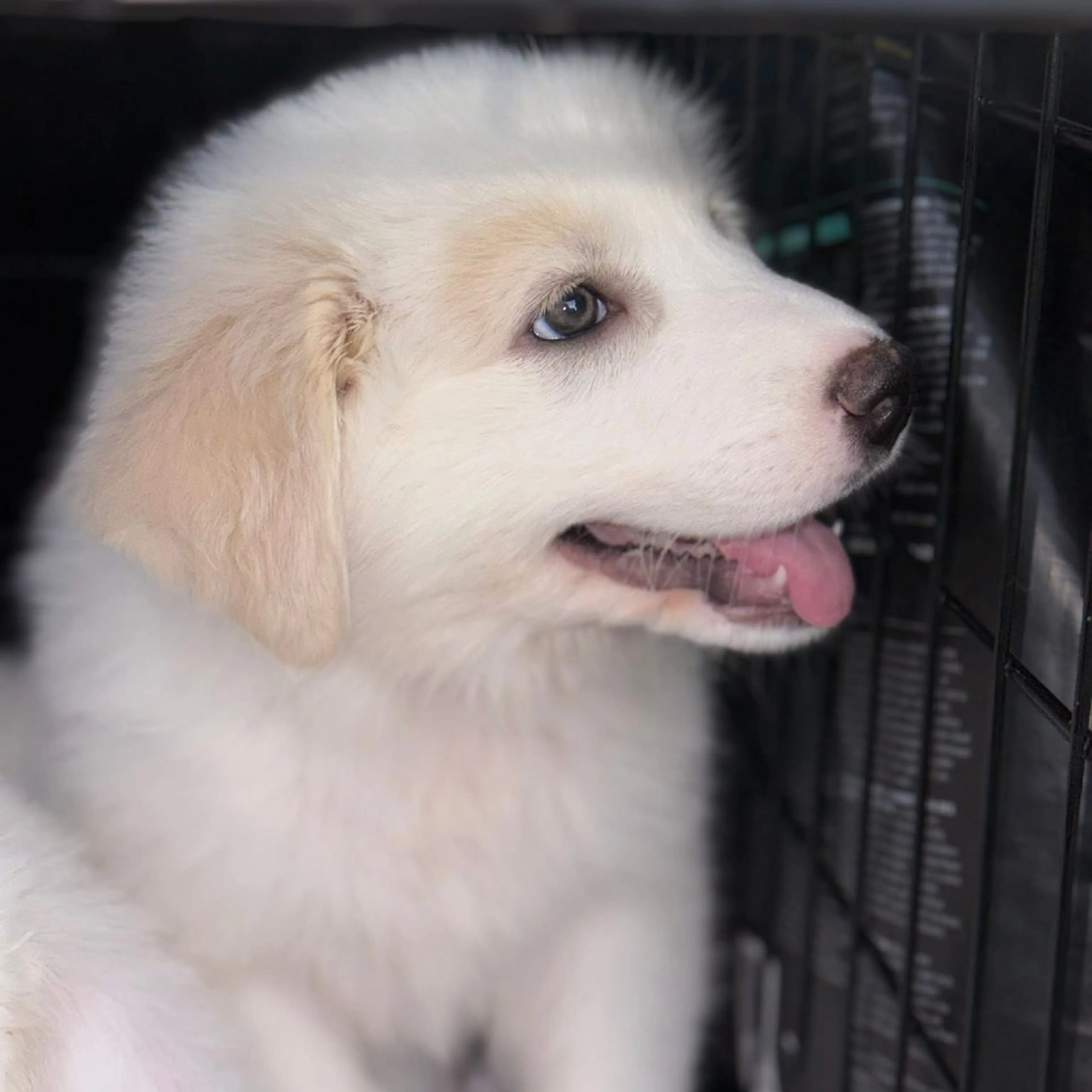 Found pet-5