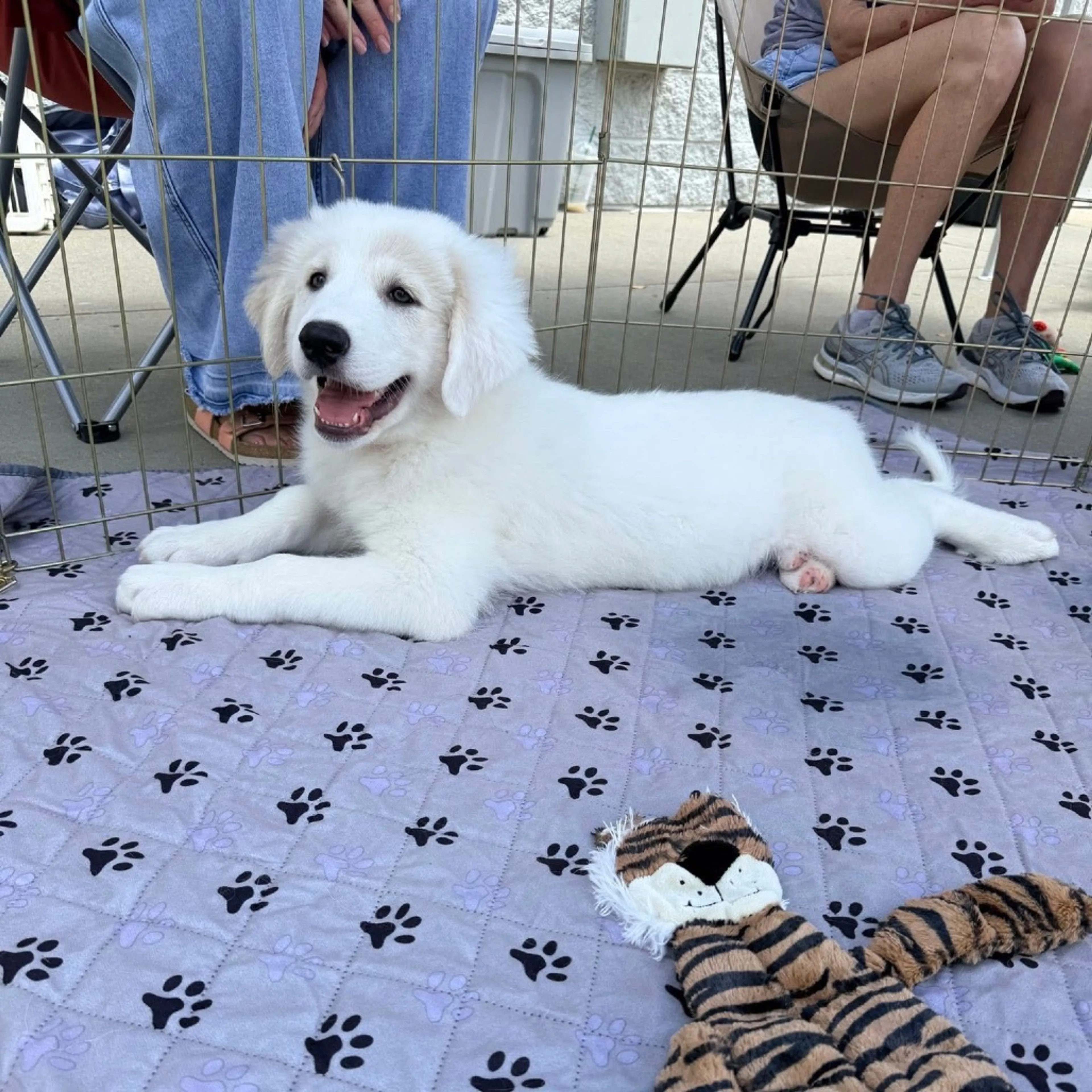 Found pet-17