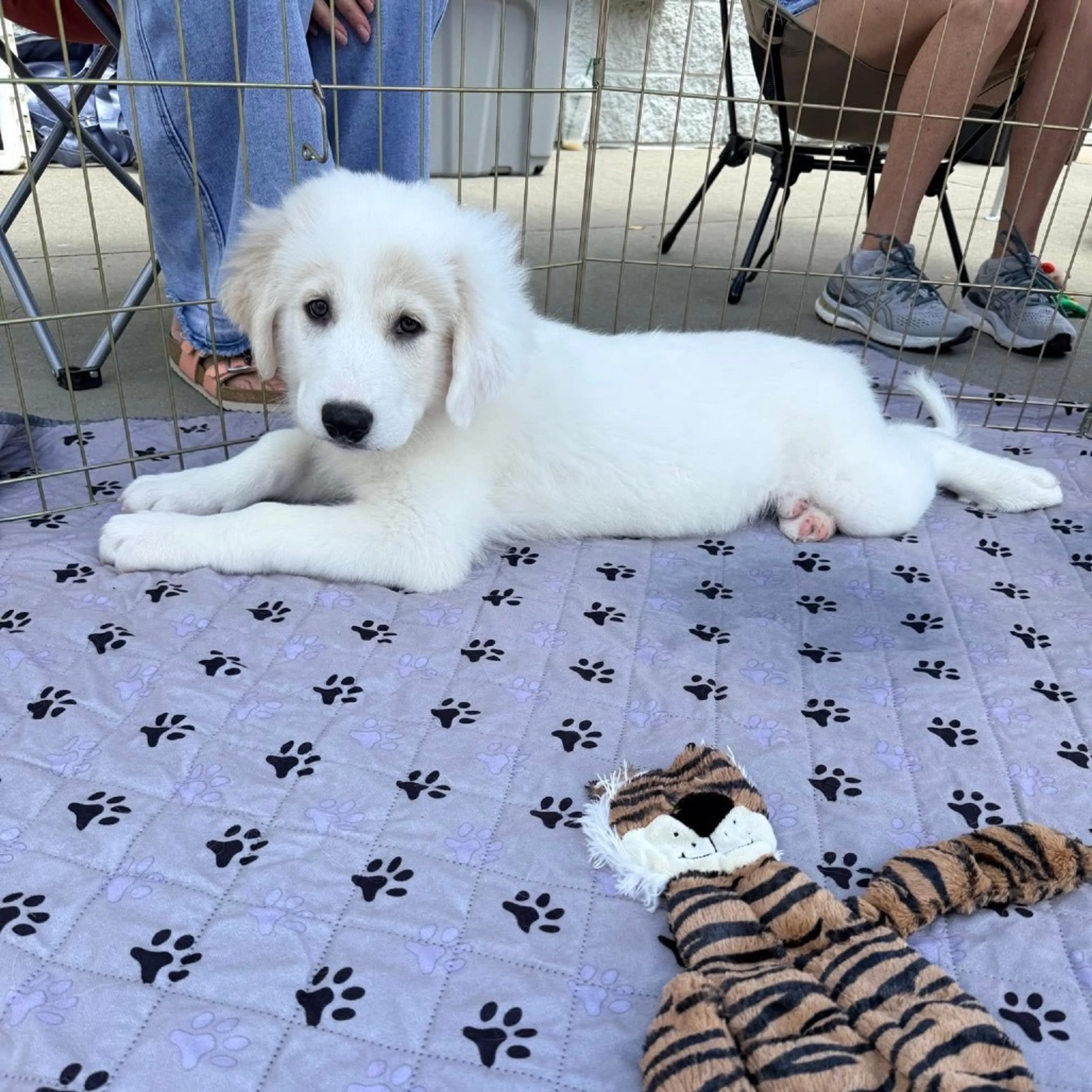 Found pet-18