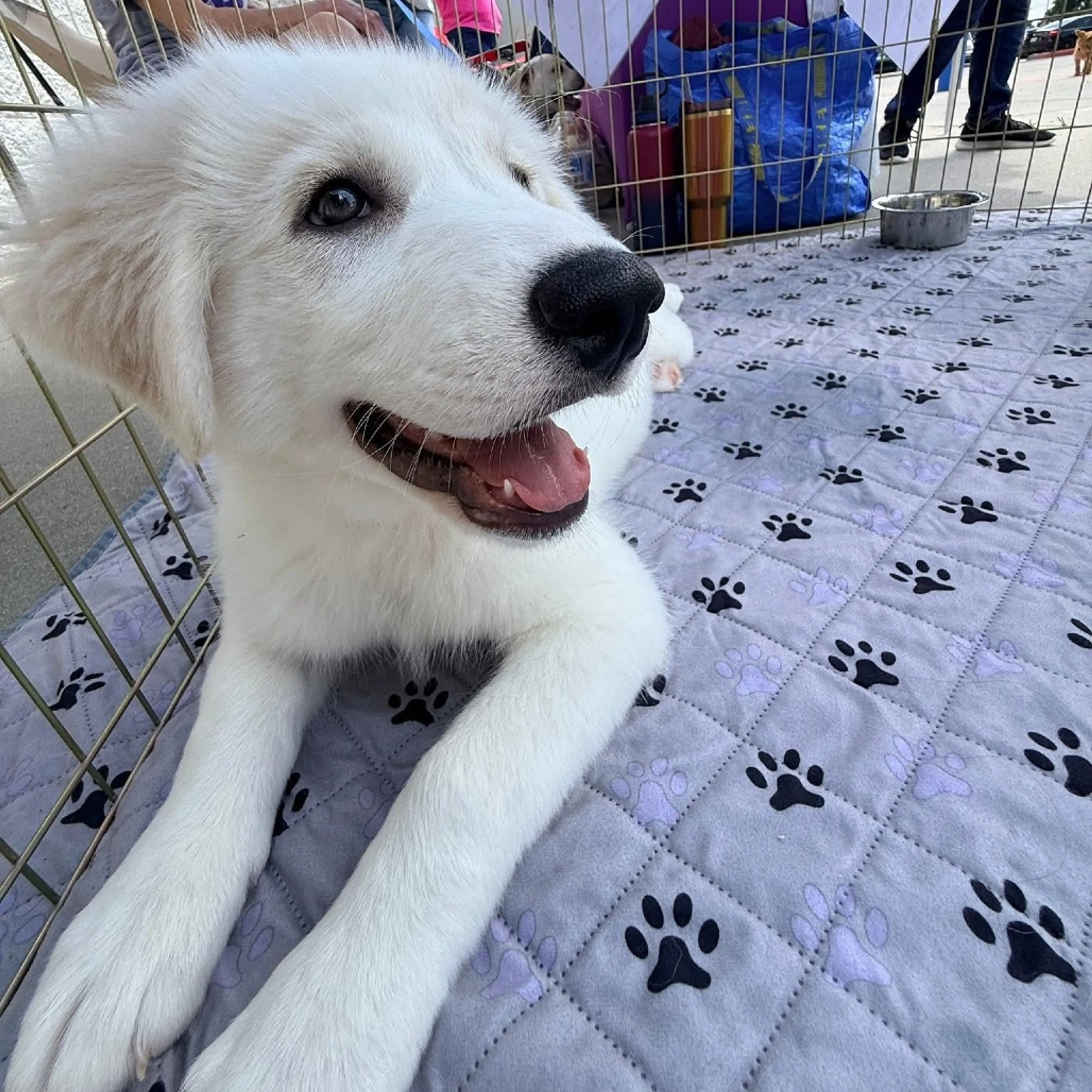 Found pet-20