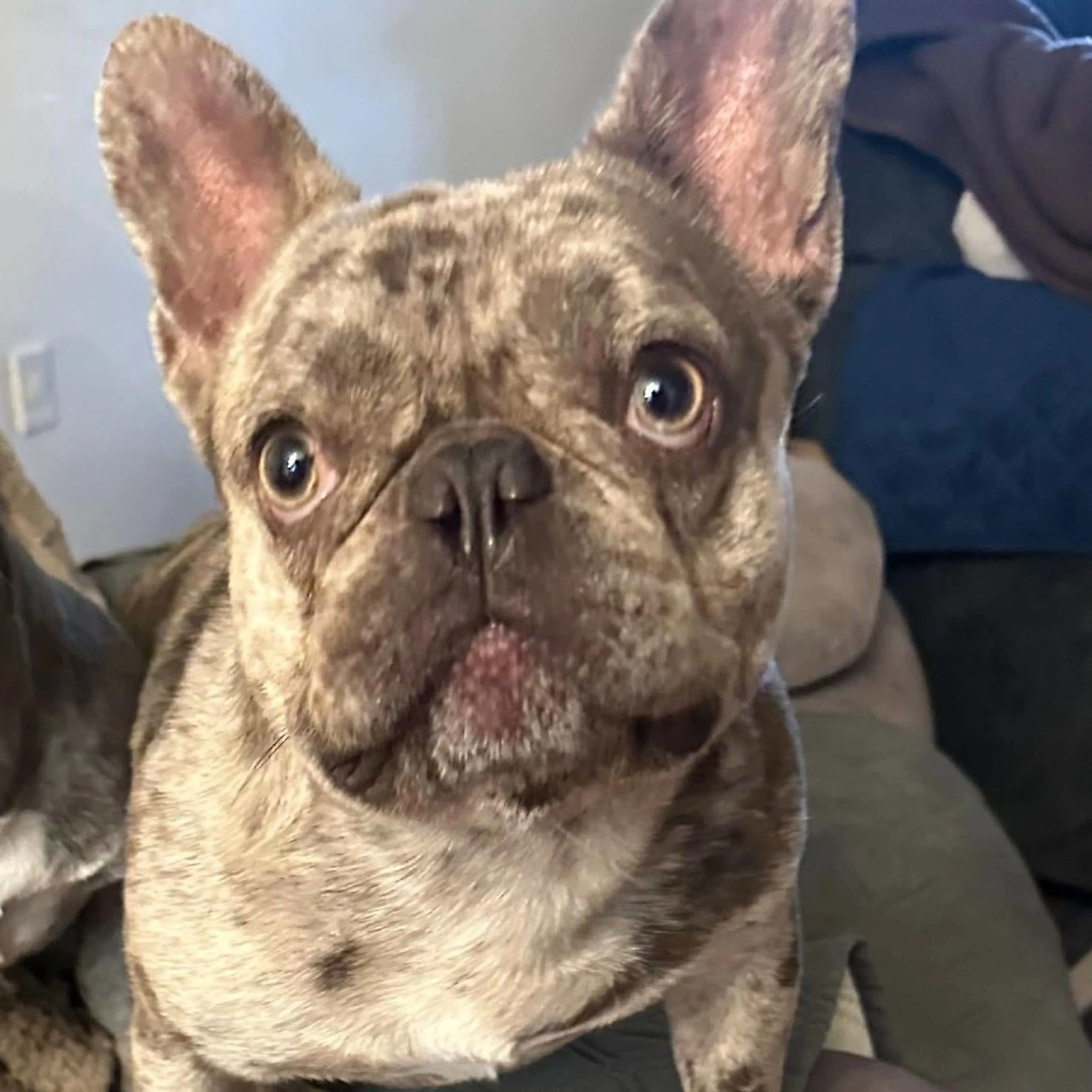 Found pet-5
