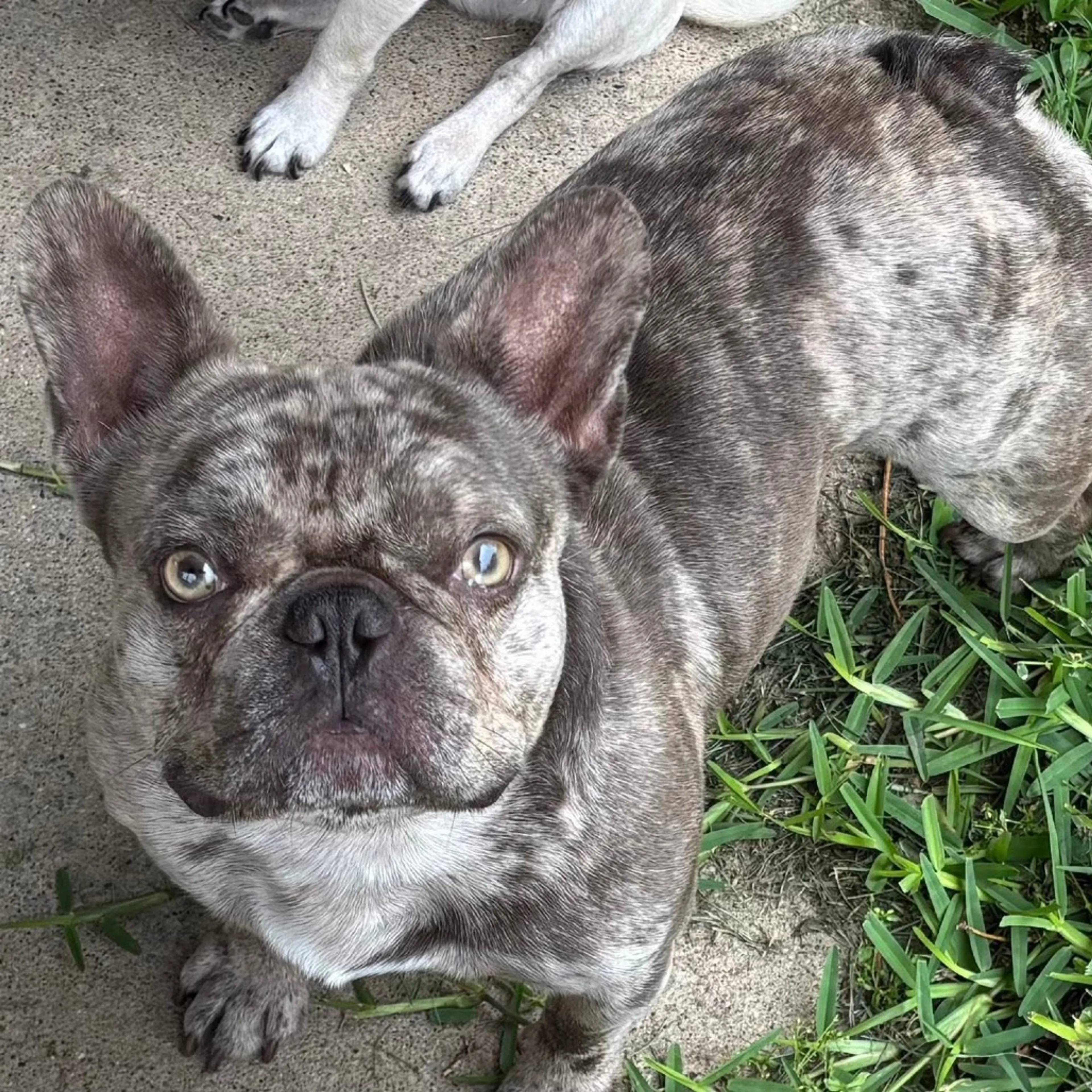Found pet-4