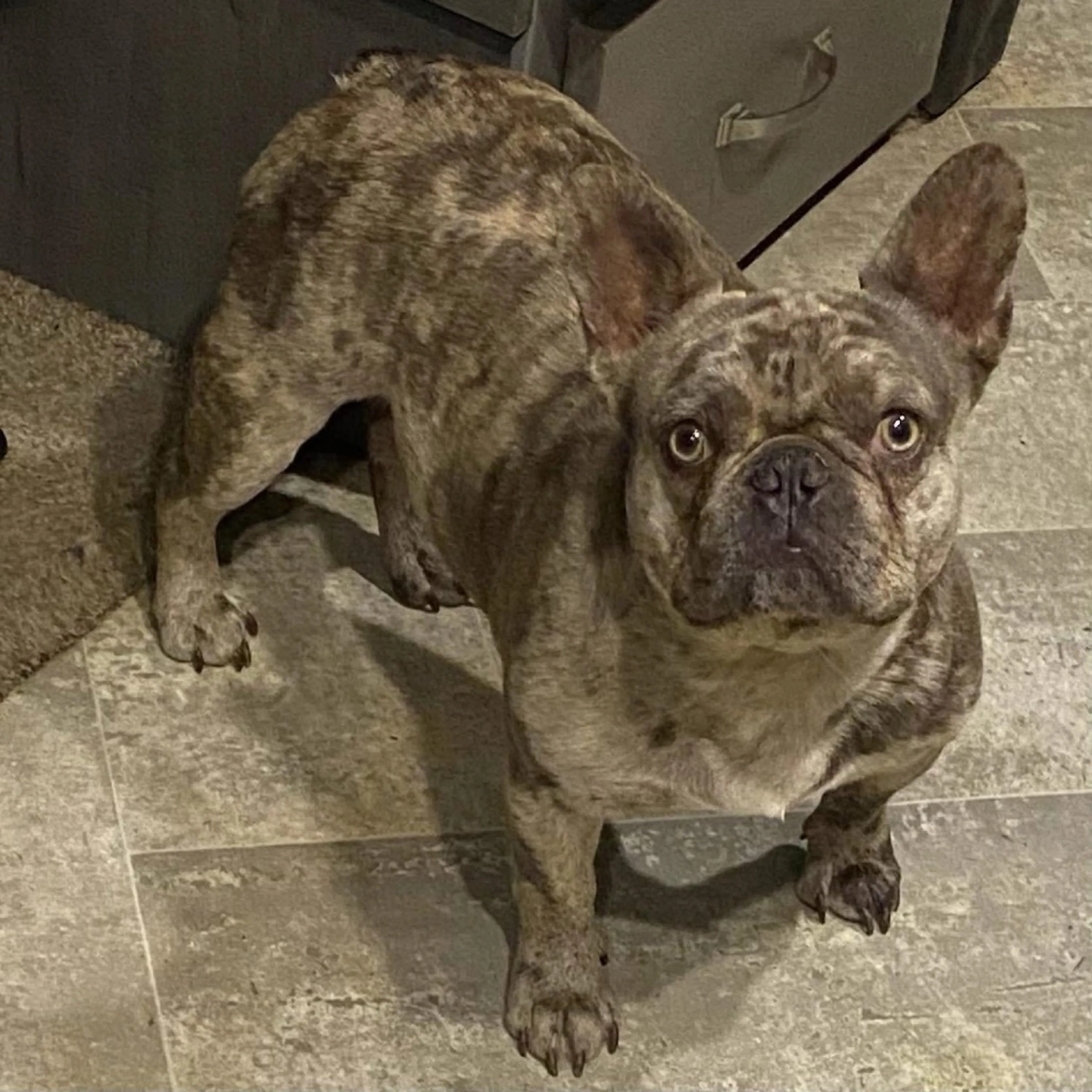 Found pet-3