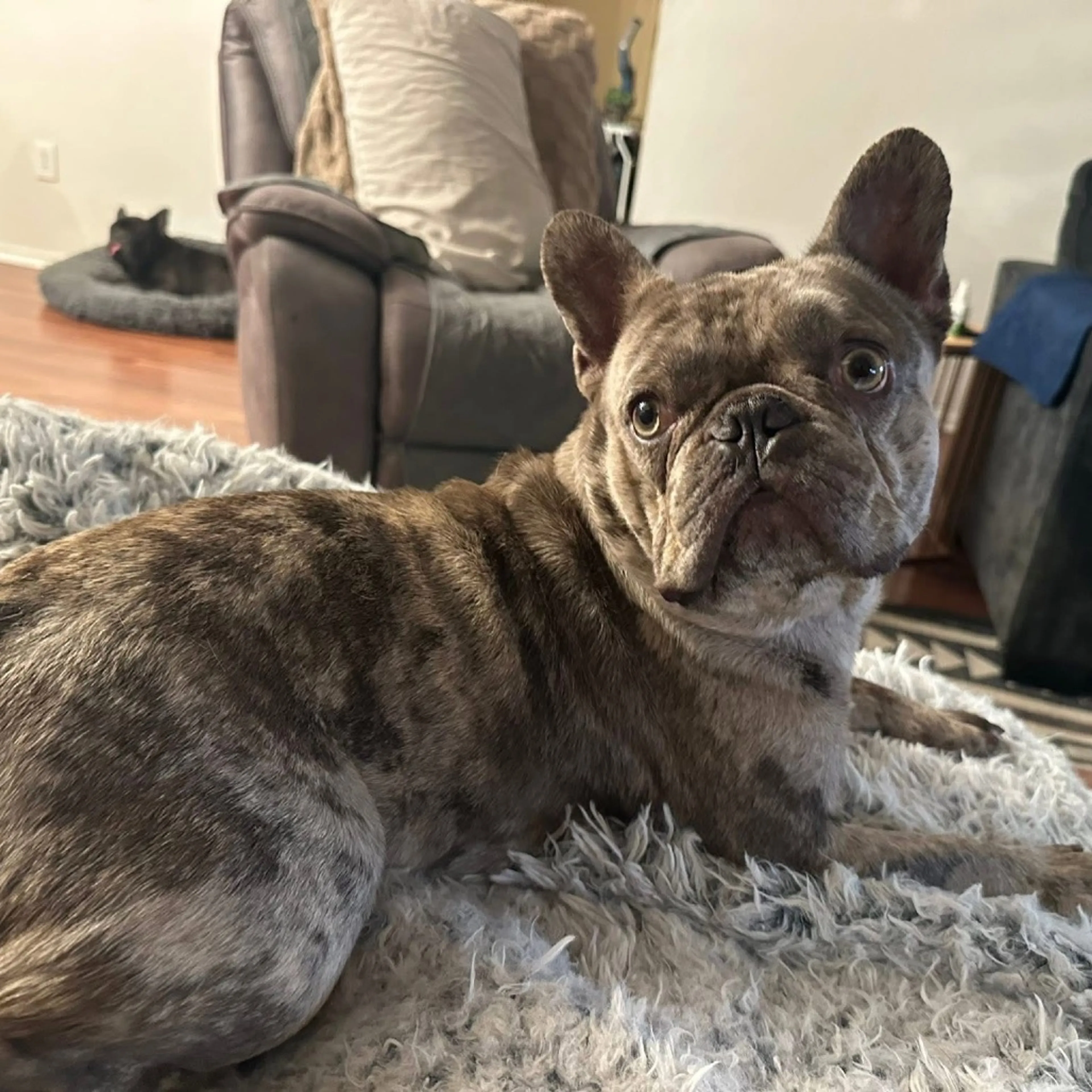 Found pet-6