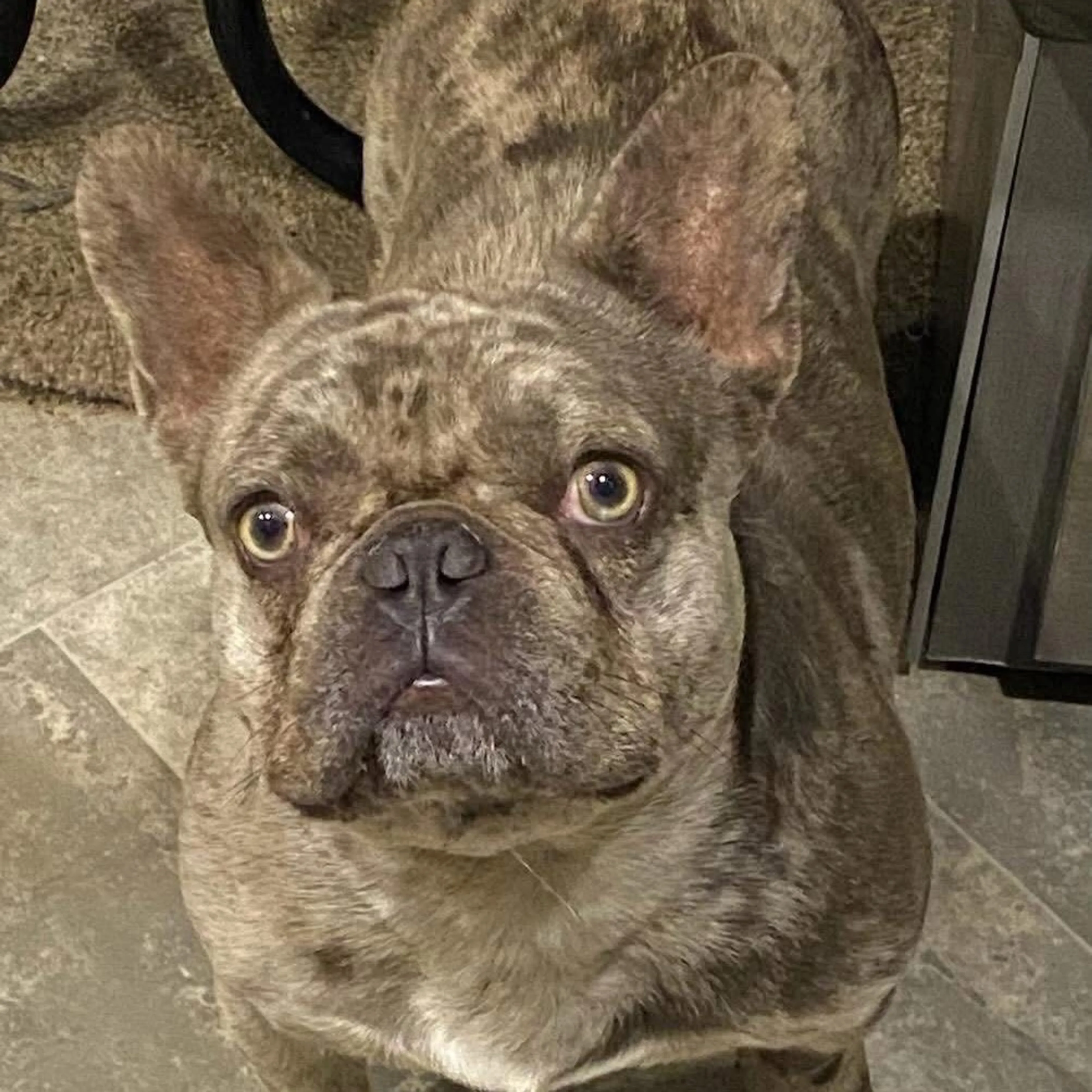 Found pet-2