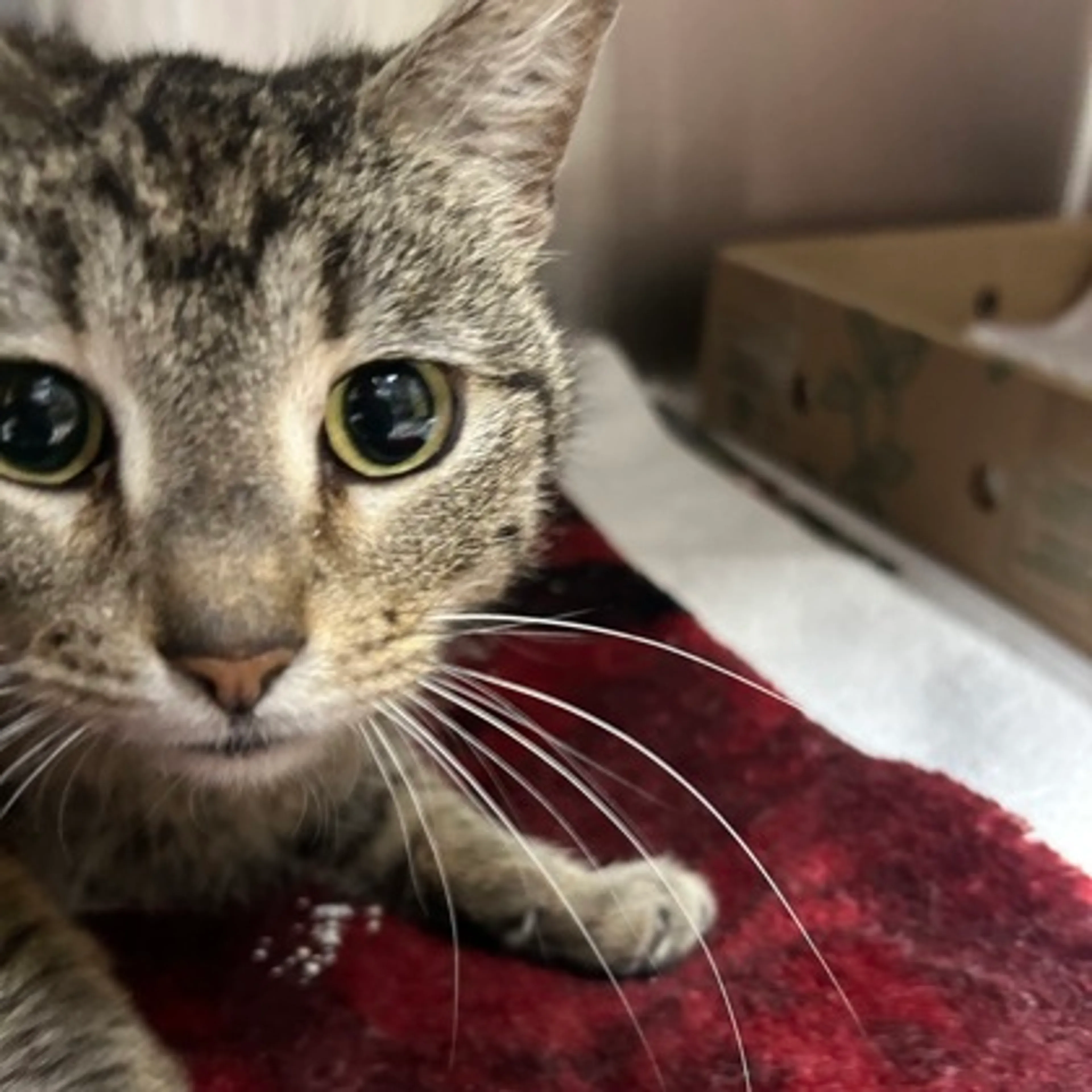 Found pet-1