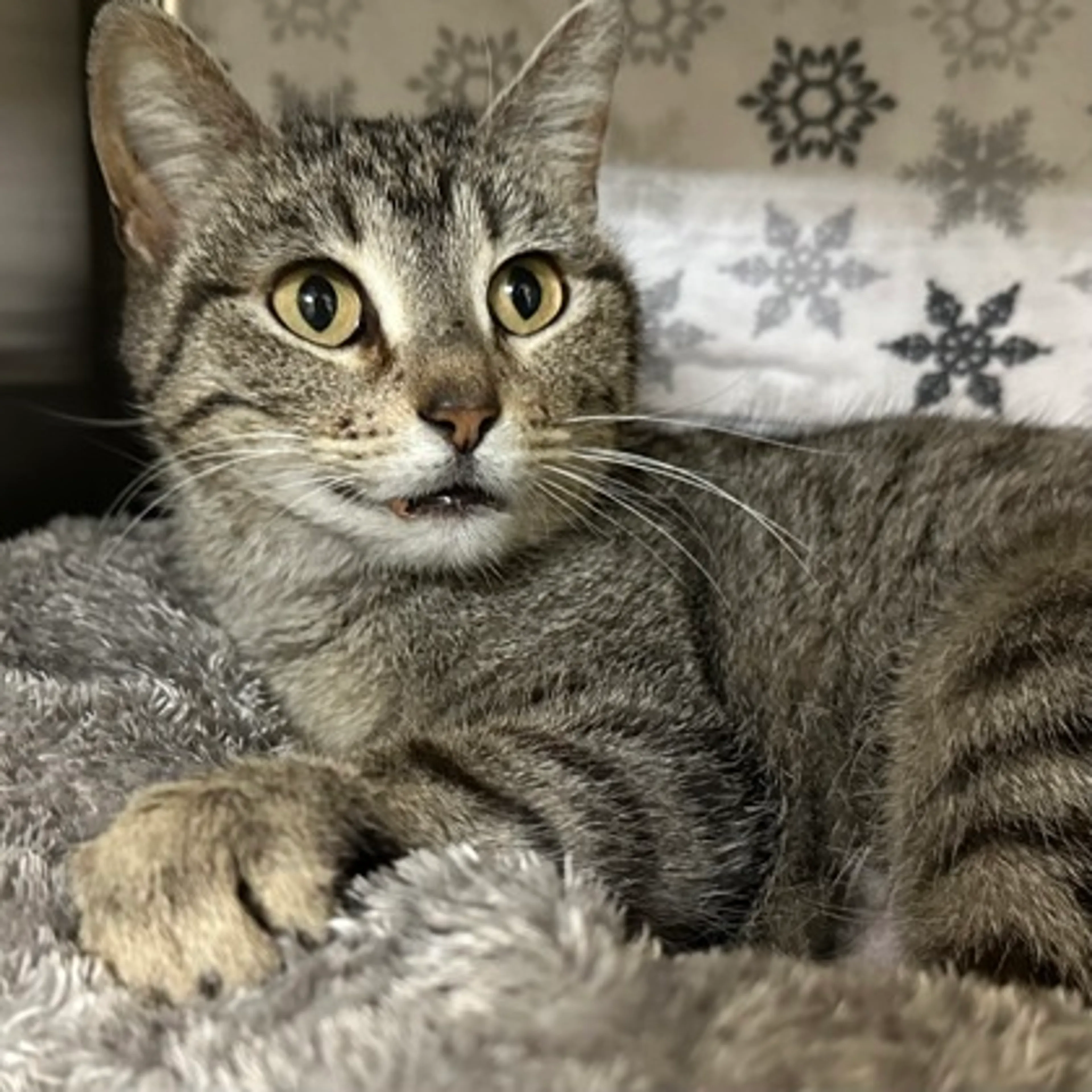 Found pet-2