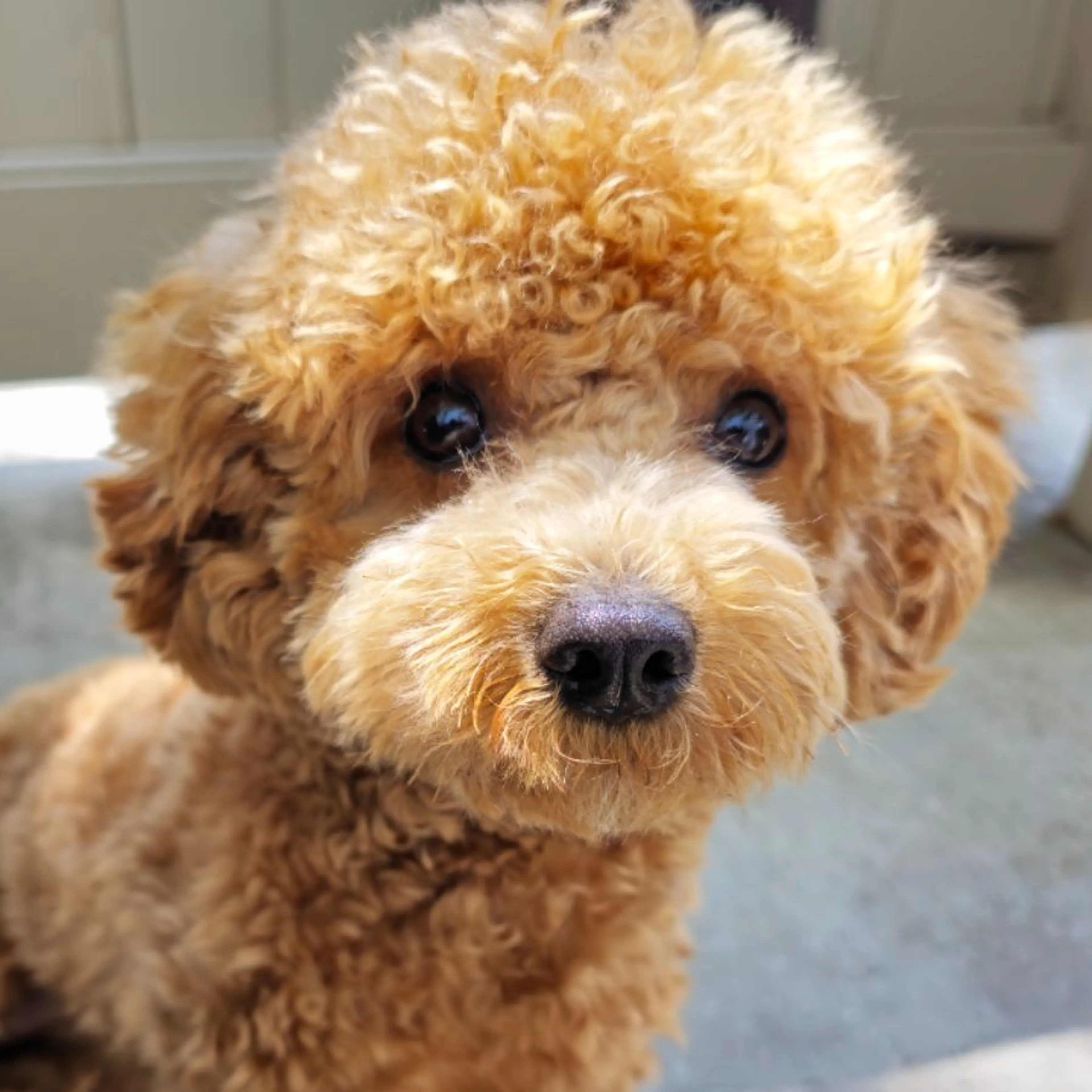 Lost pet