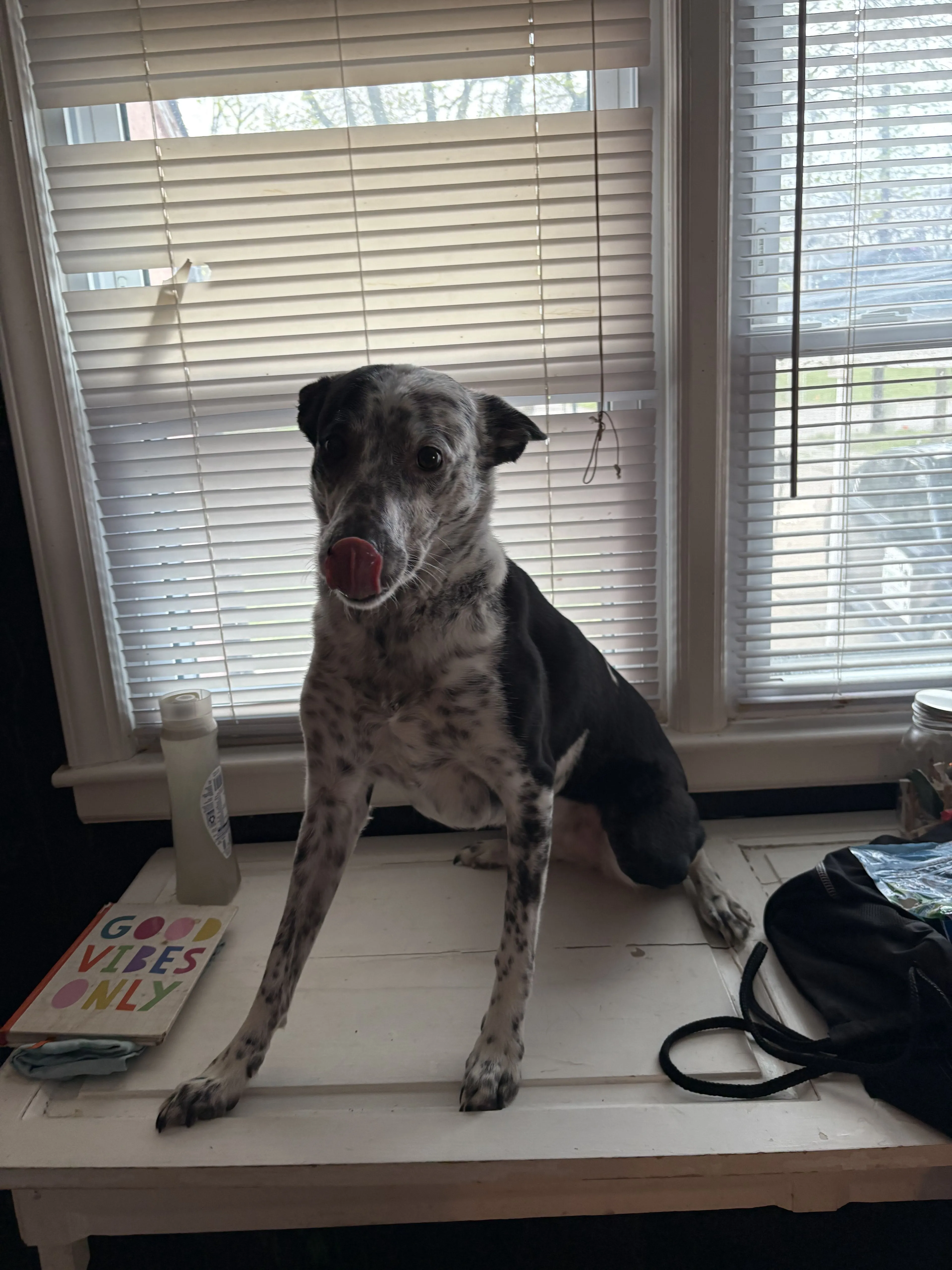 Lost pet