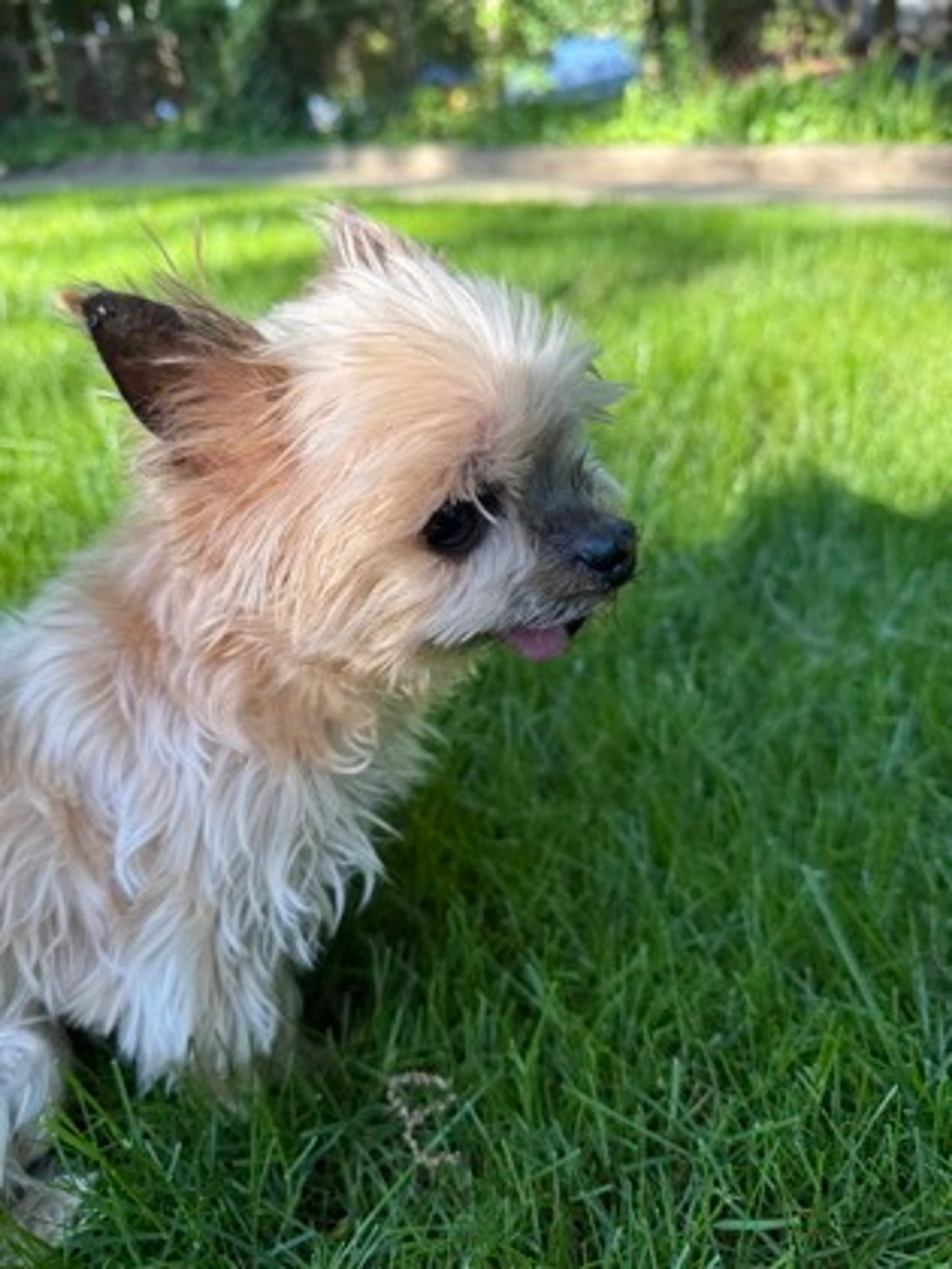 Found pet-2