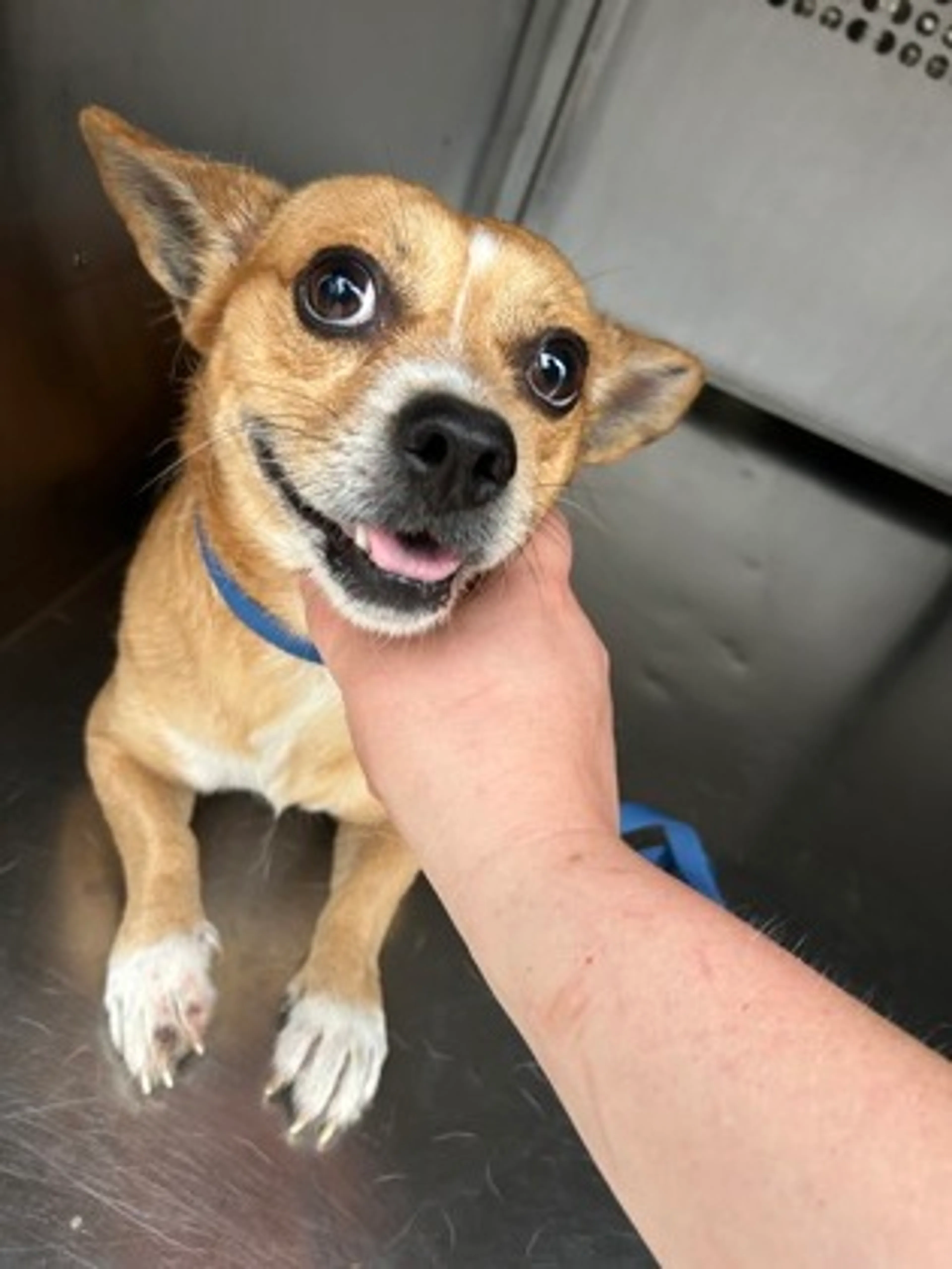 Found pet-1