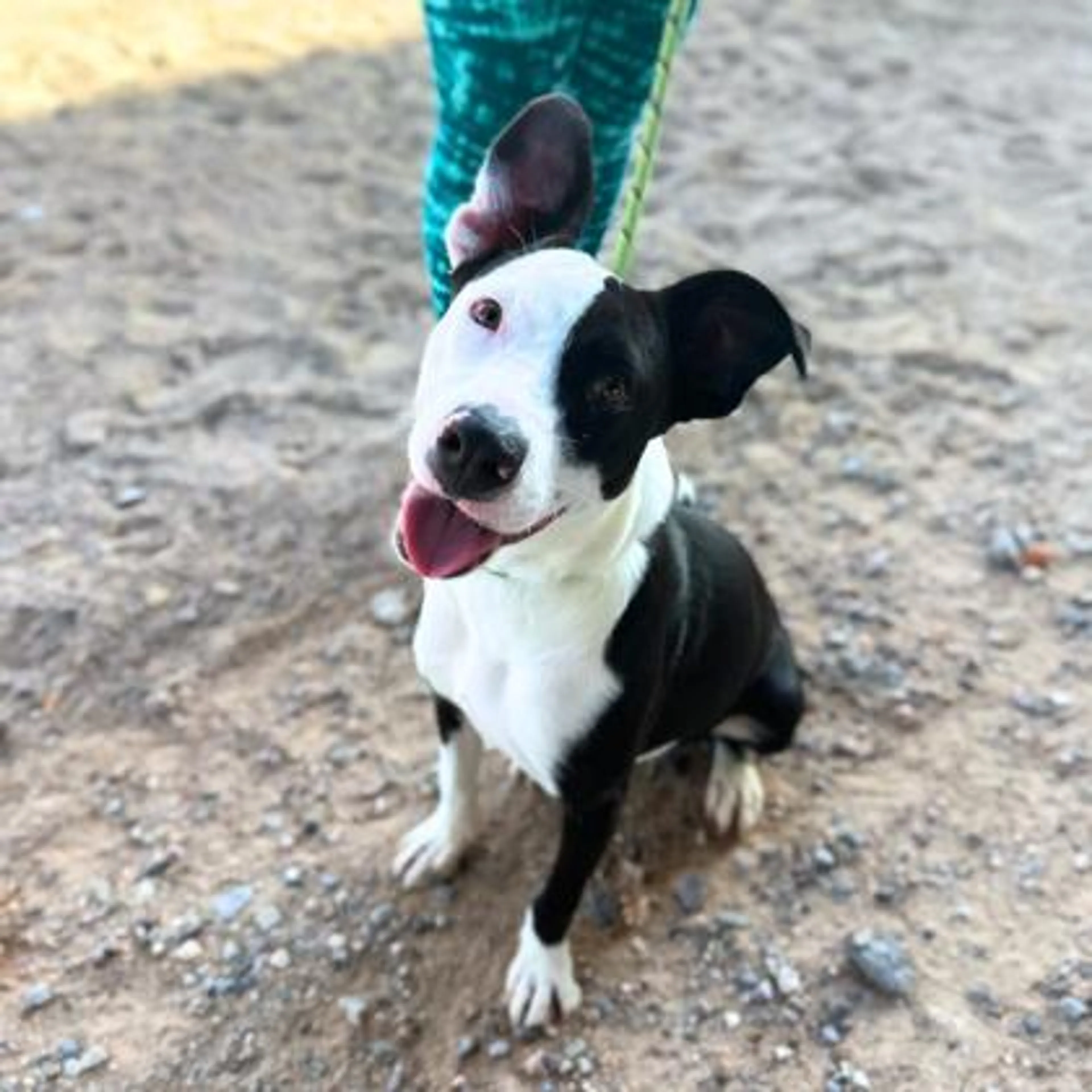 Found pet-2