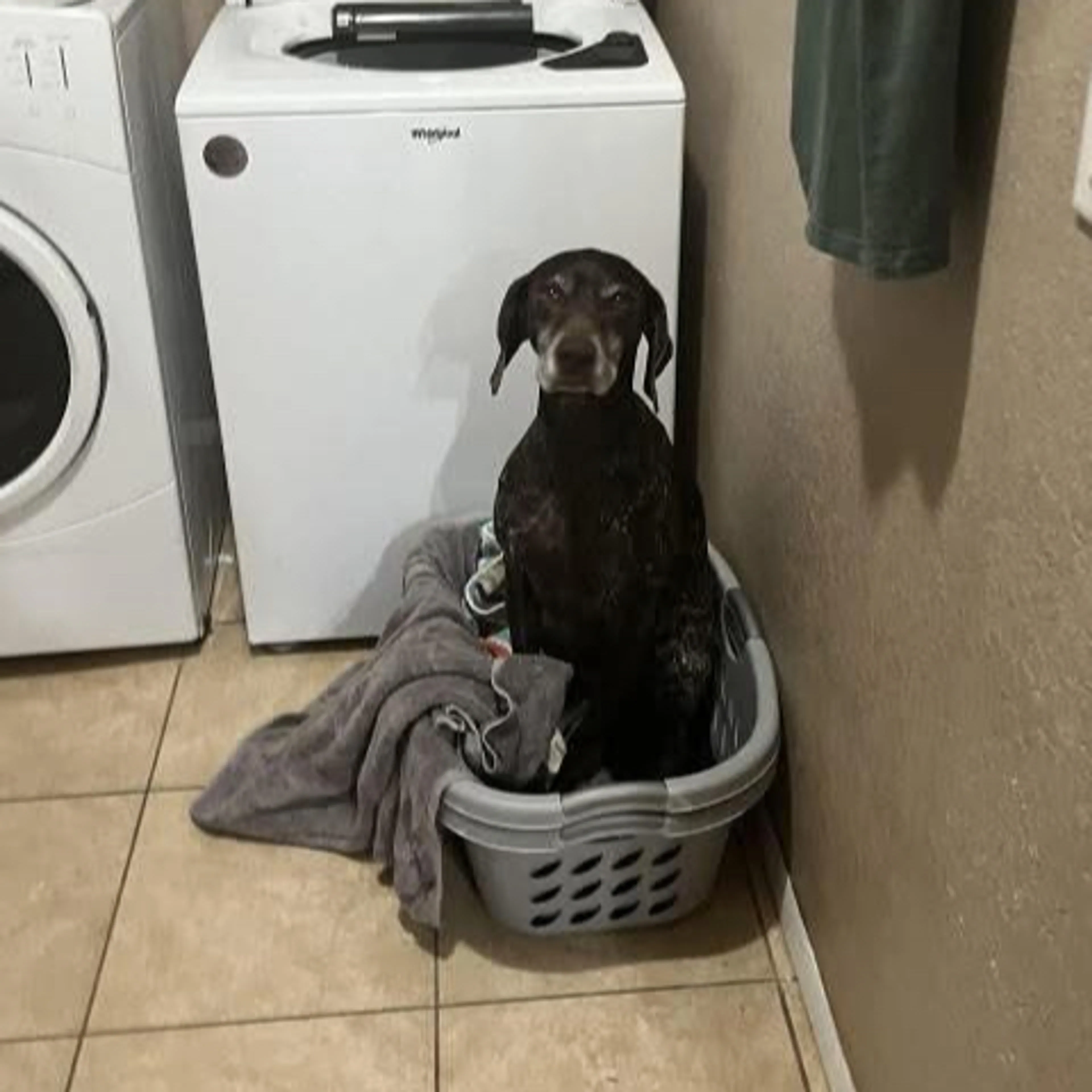 Lost pet-1