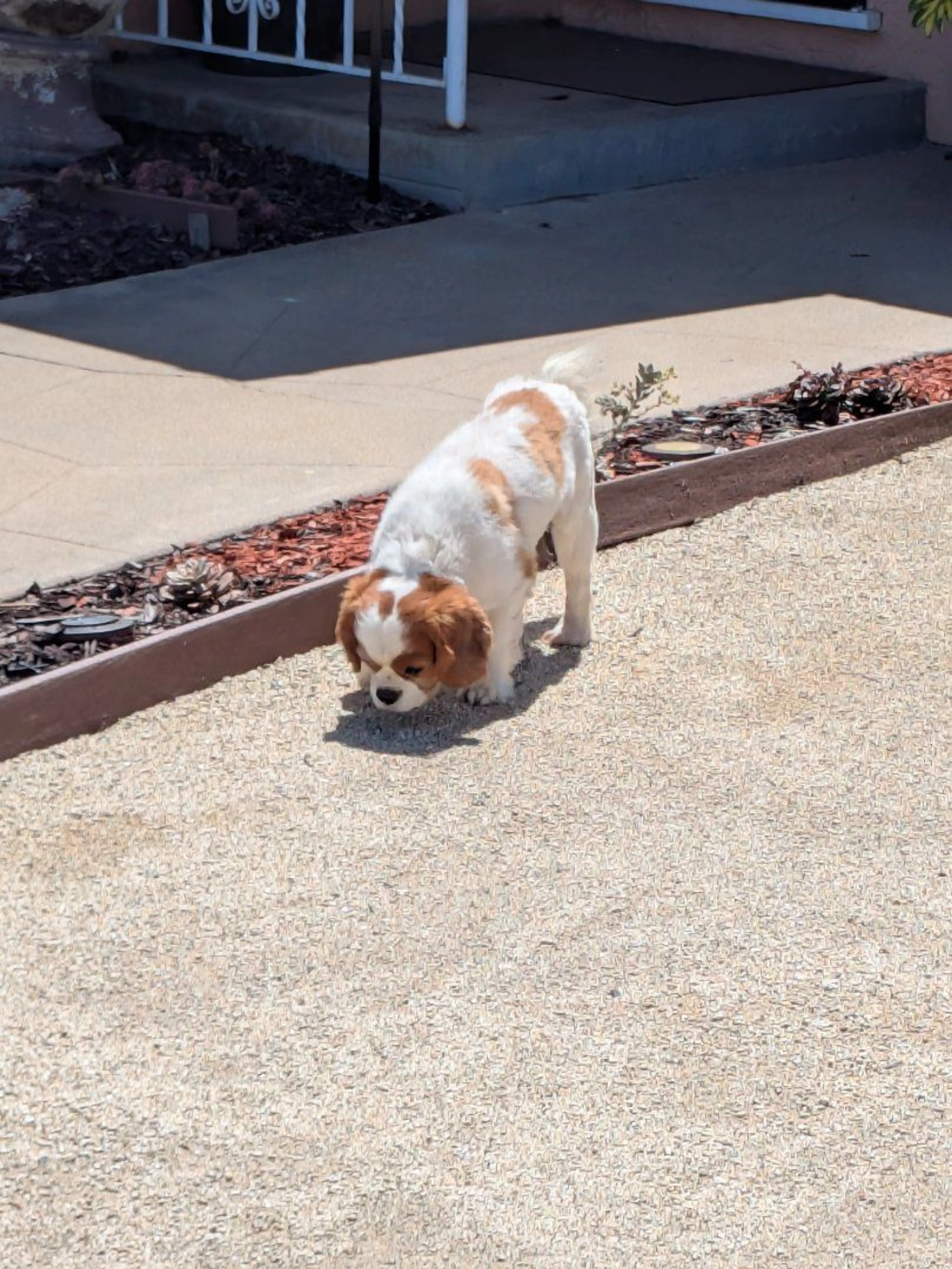 Lost pet-0