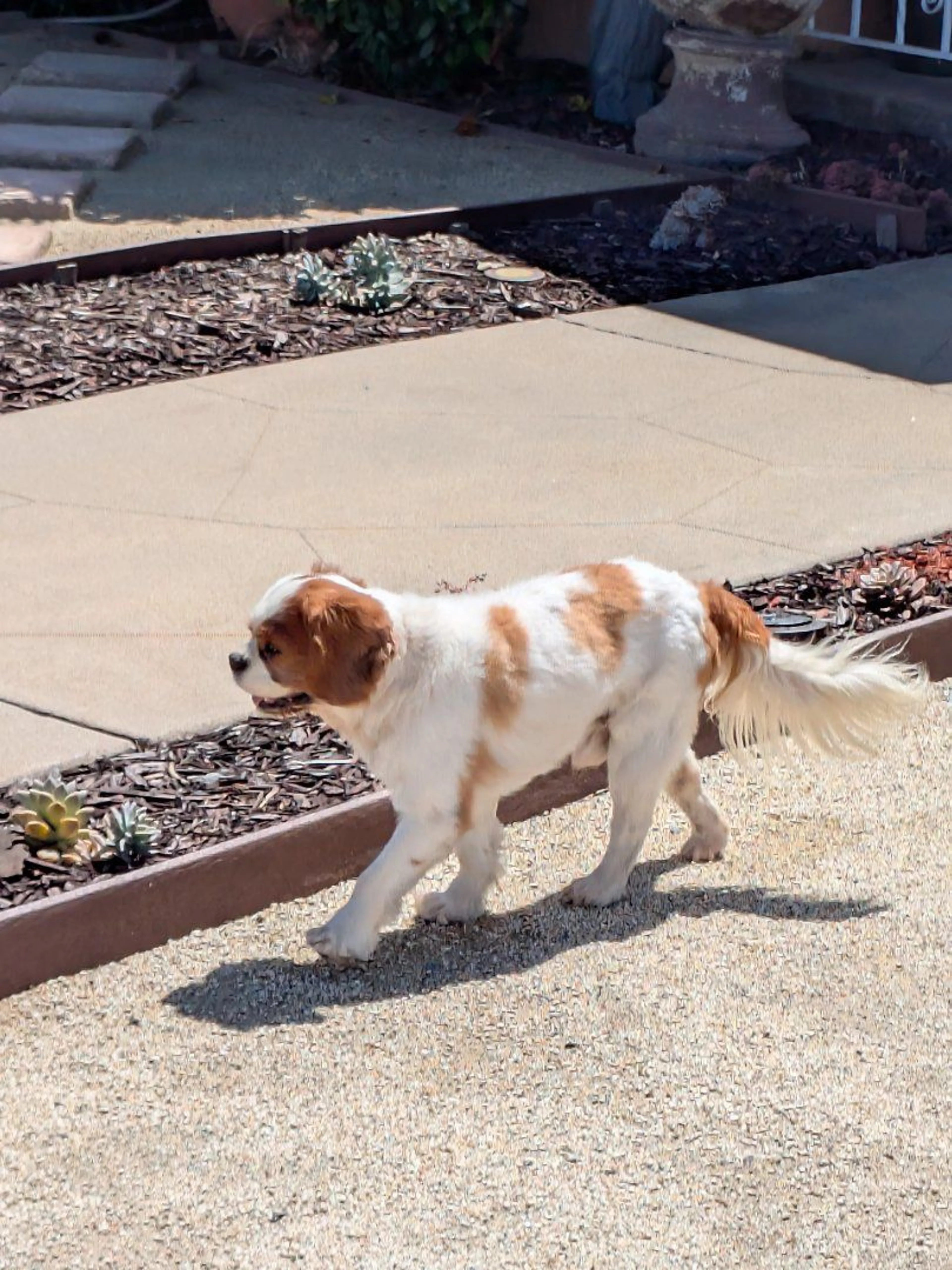 Lost pet-1
