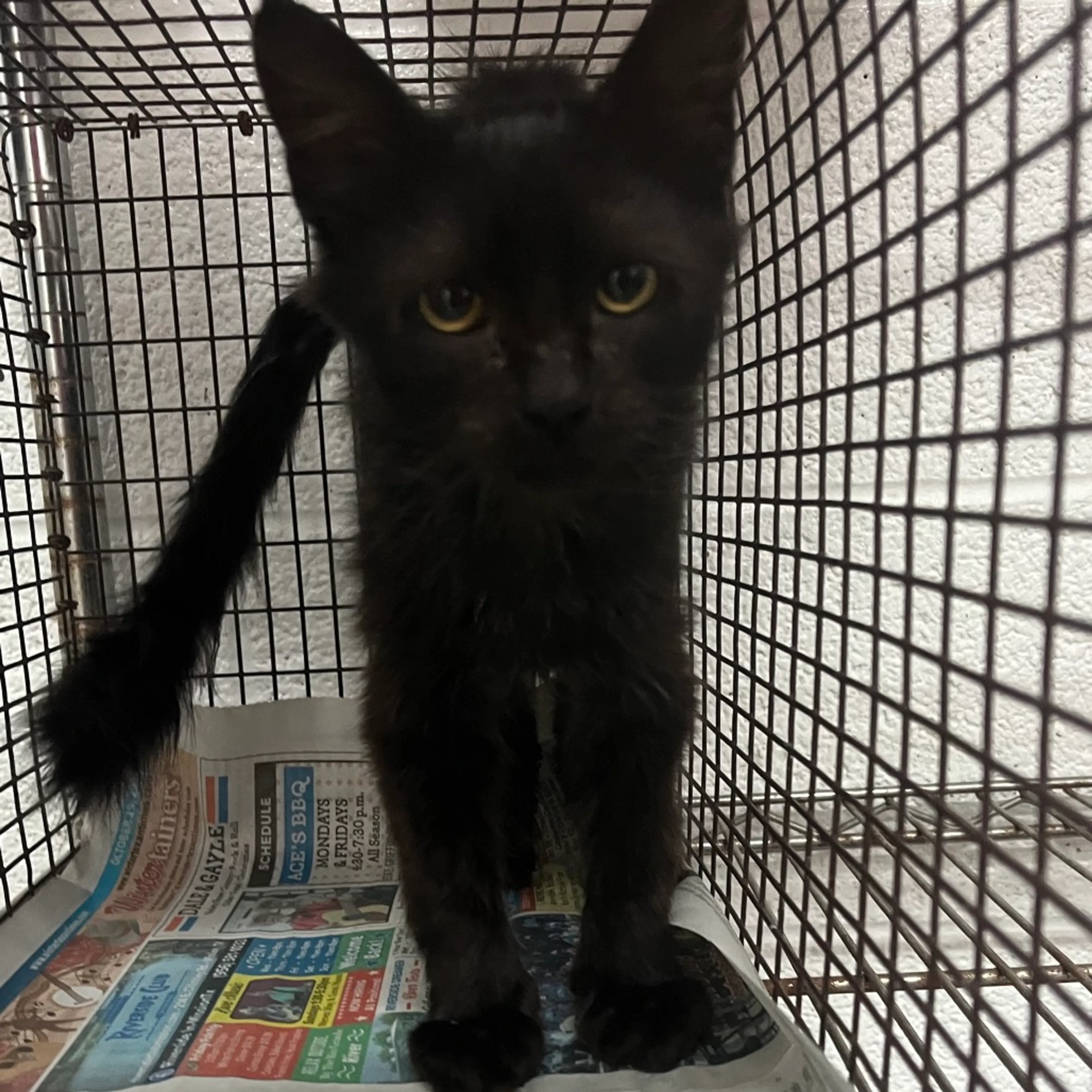Found pet