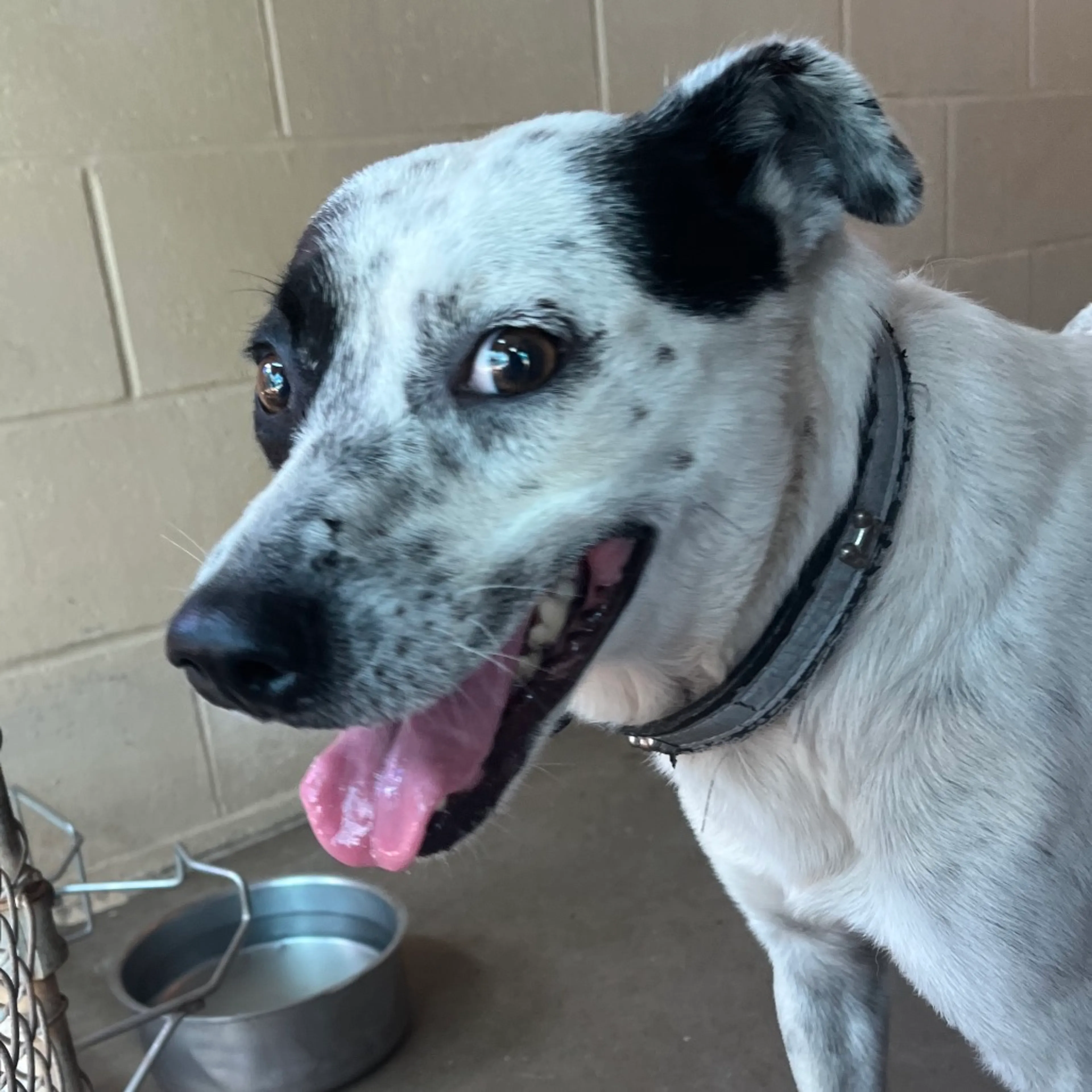 Found pet-2