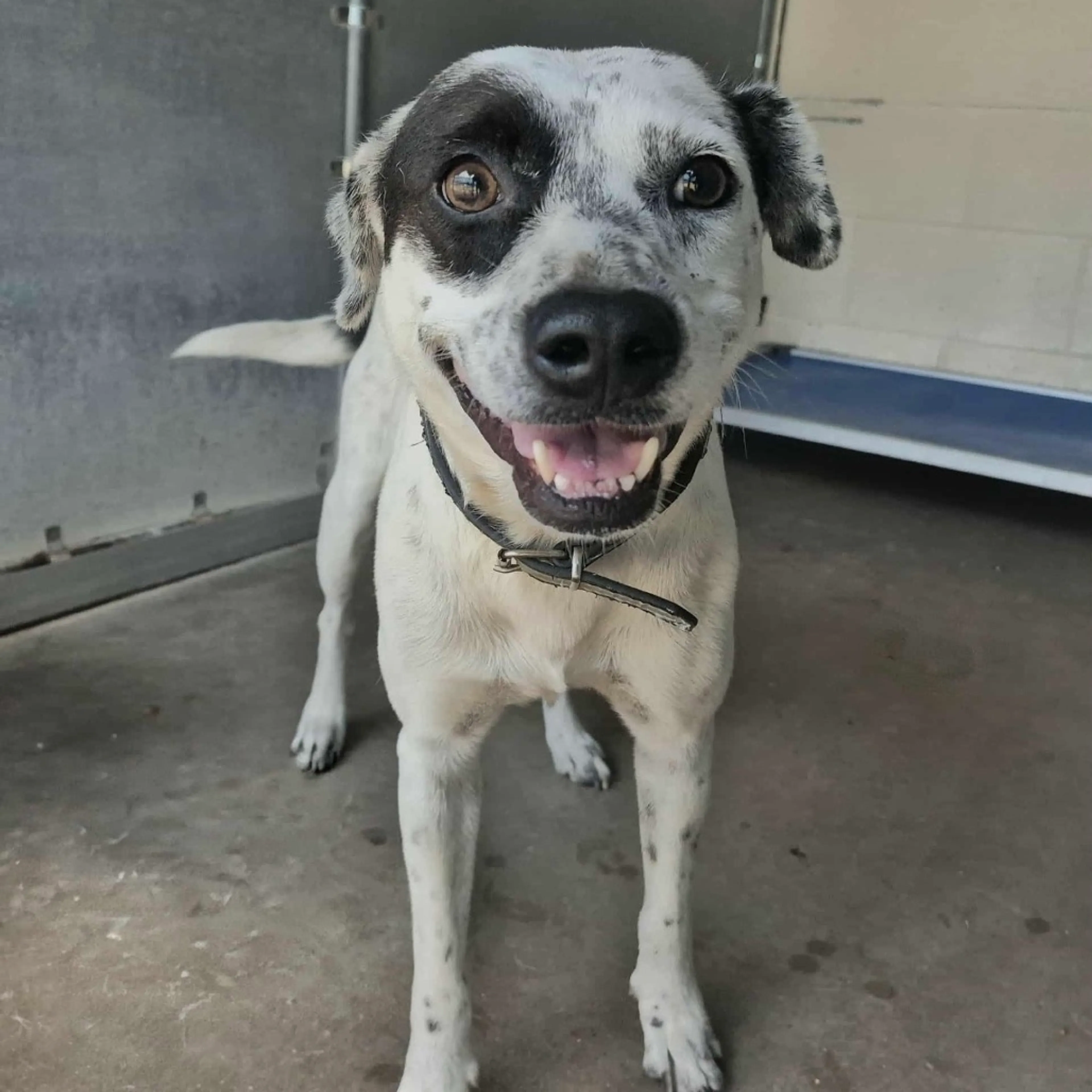 Found pet-0