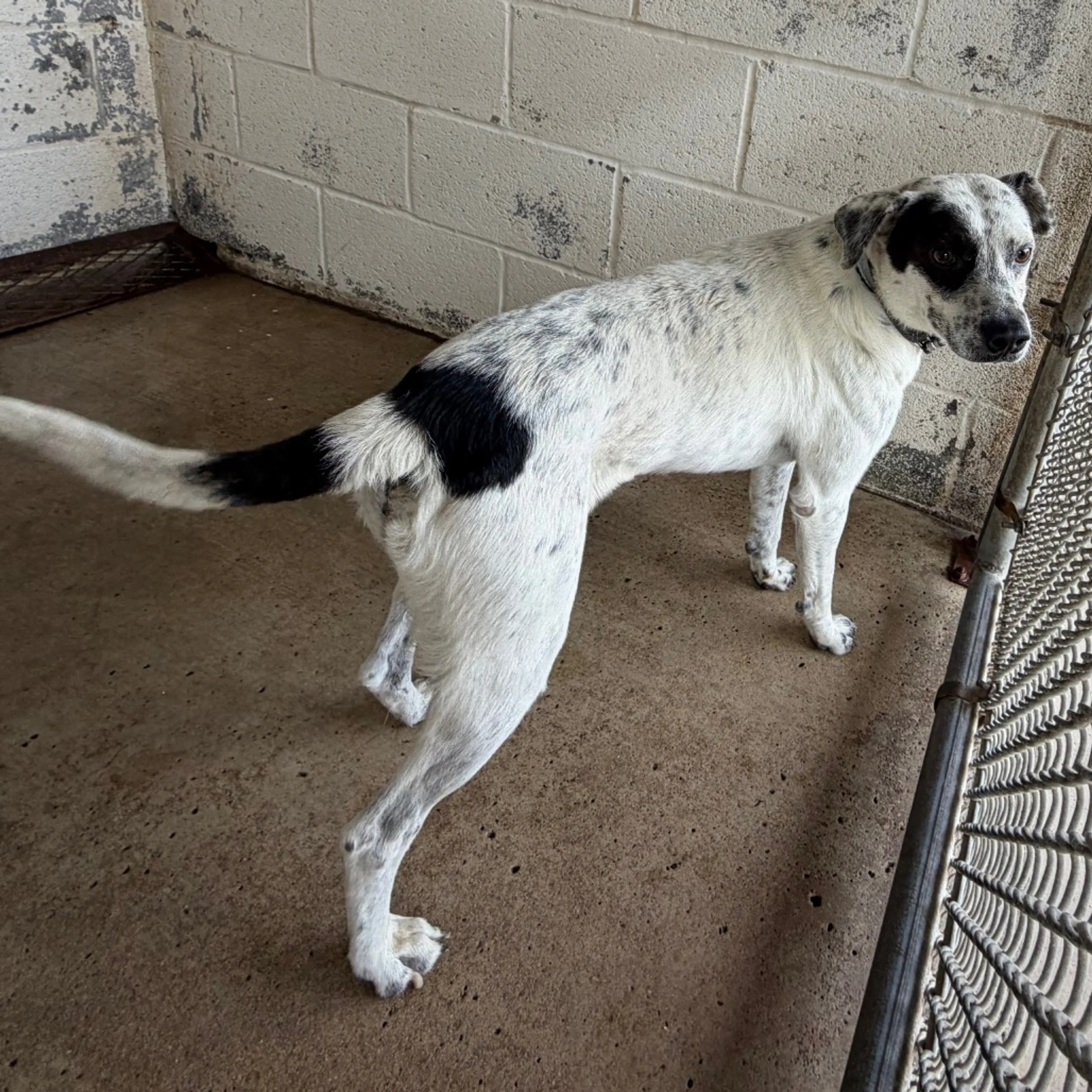 Found pet-1