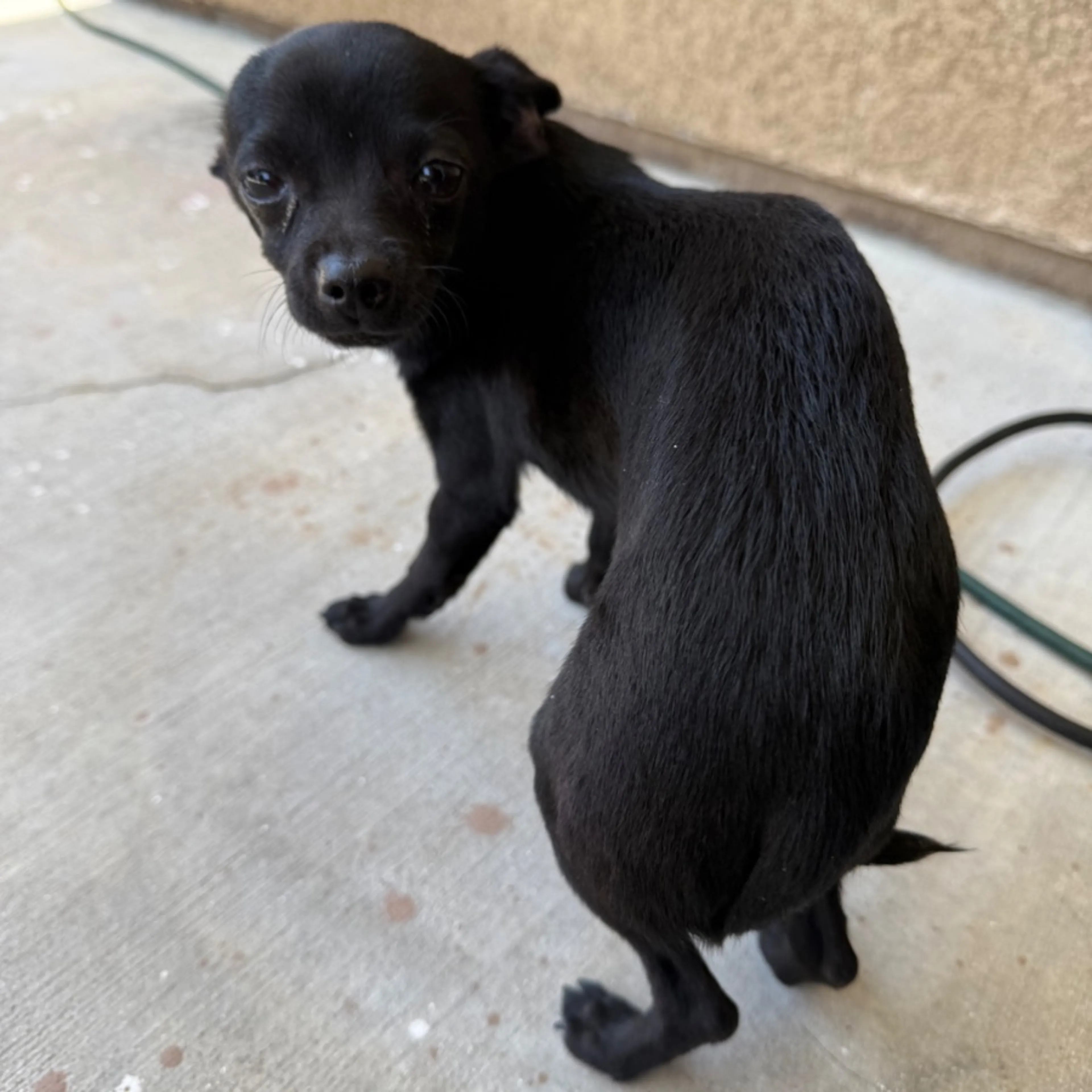 Found pet