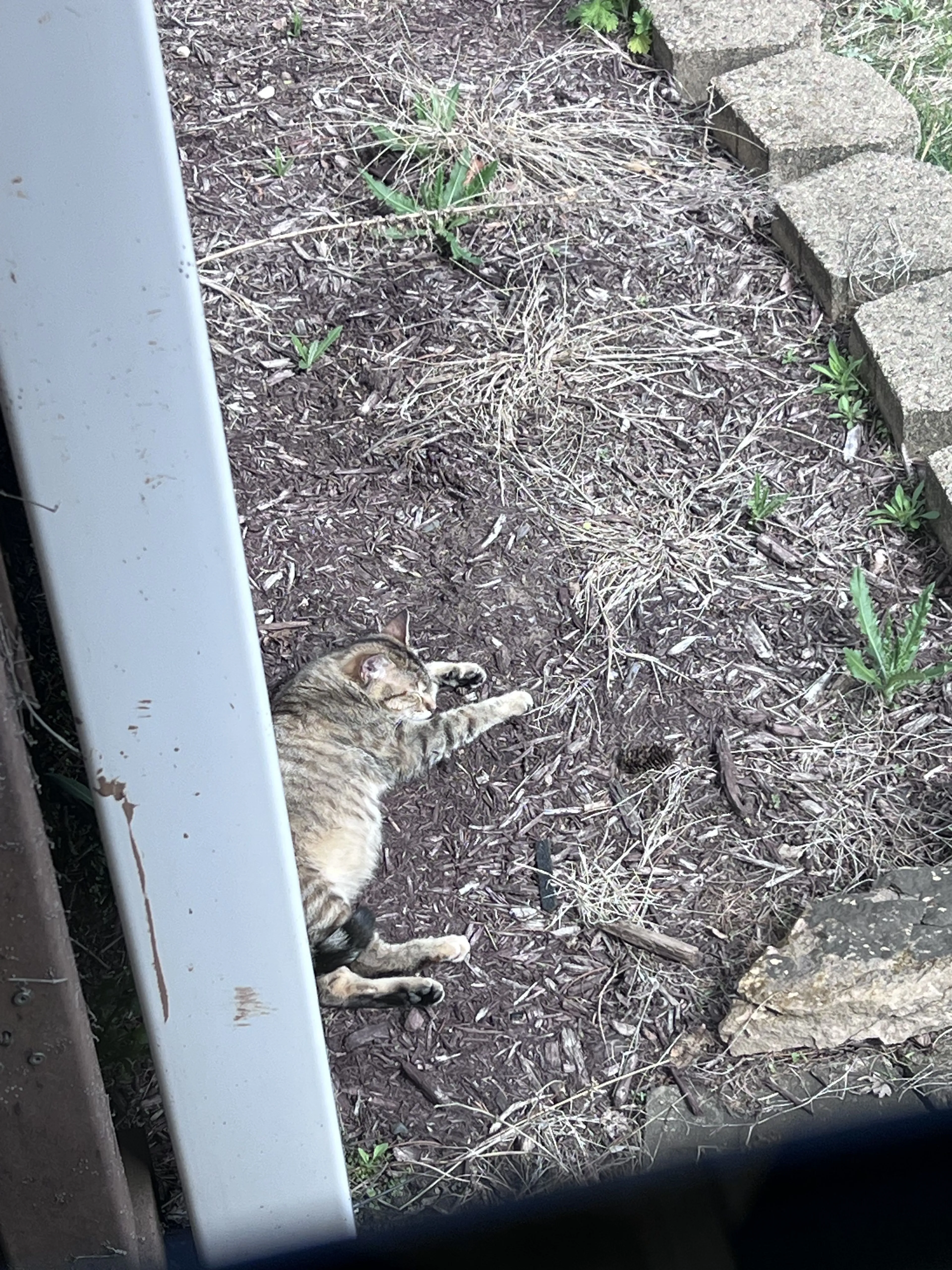 Lost pet