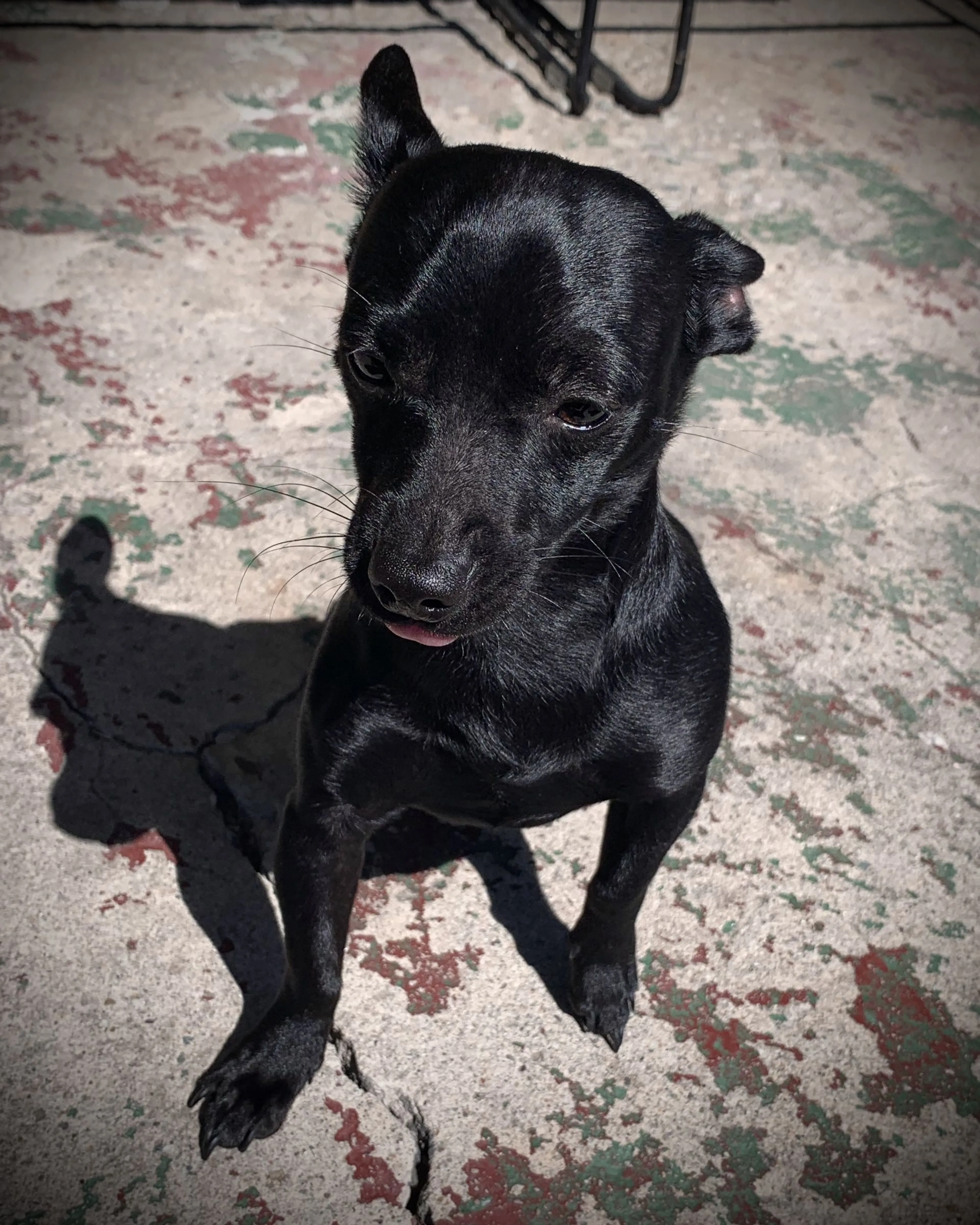 Lost pet-0
