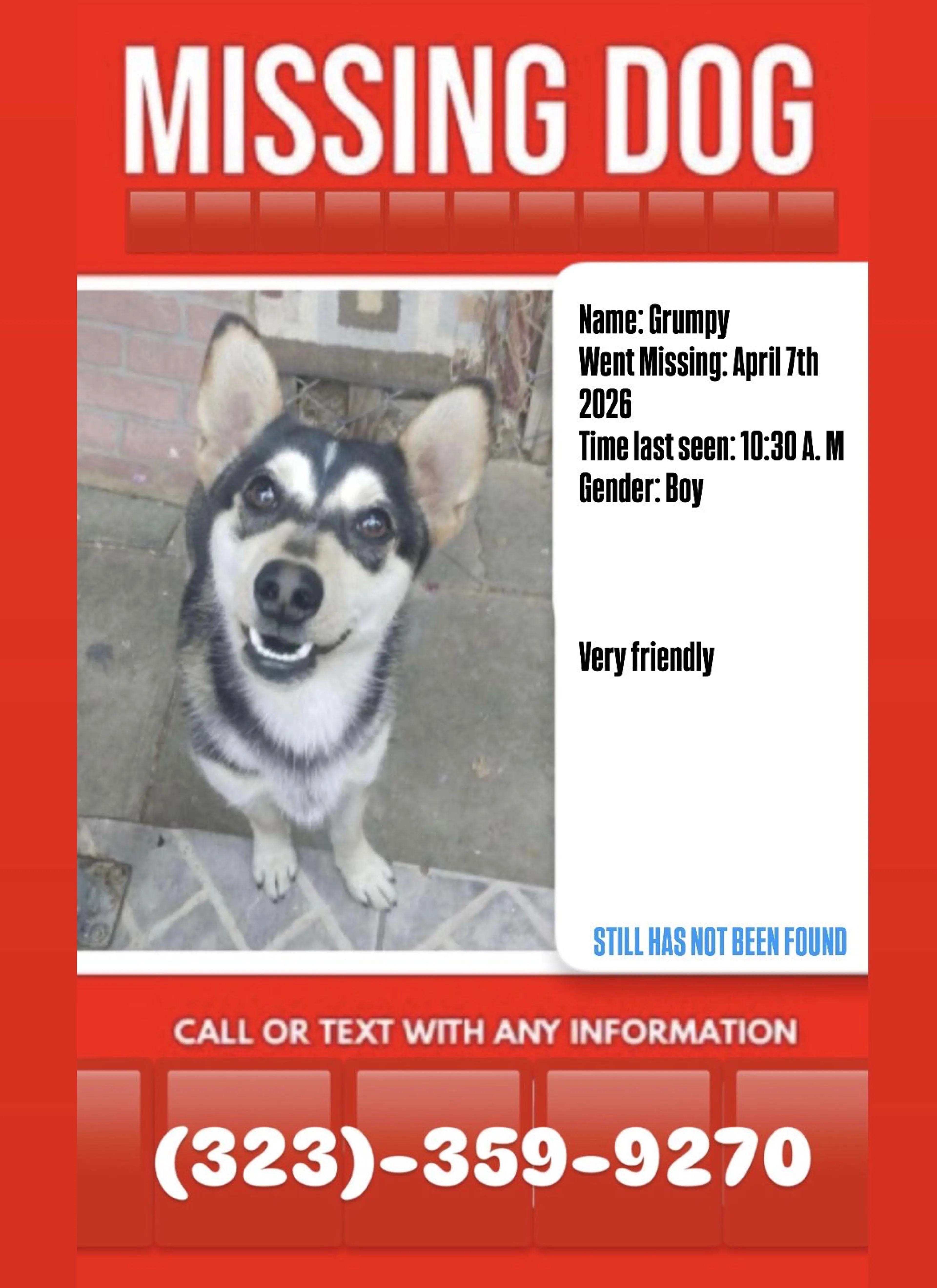 Lost pet-0