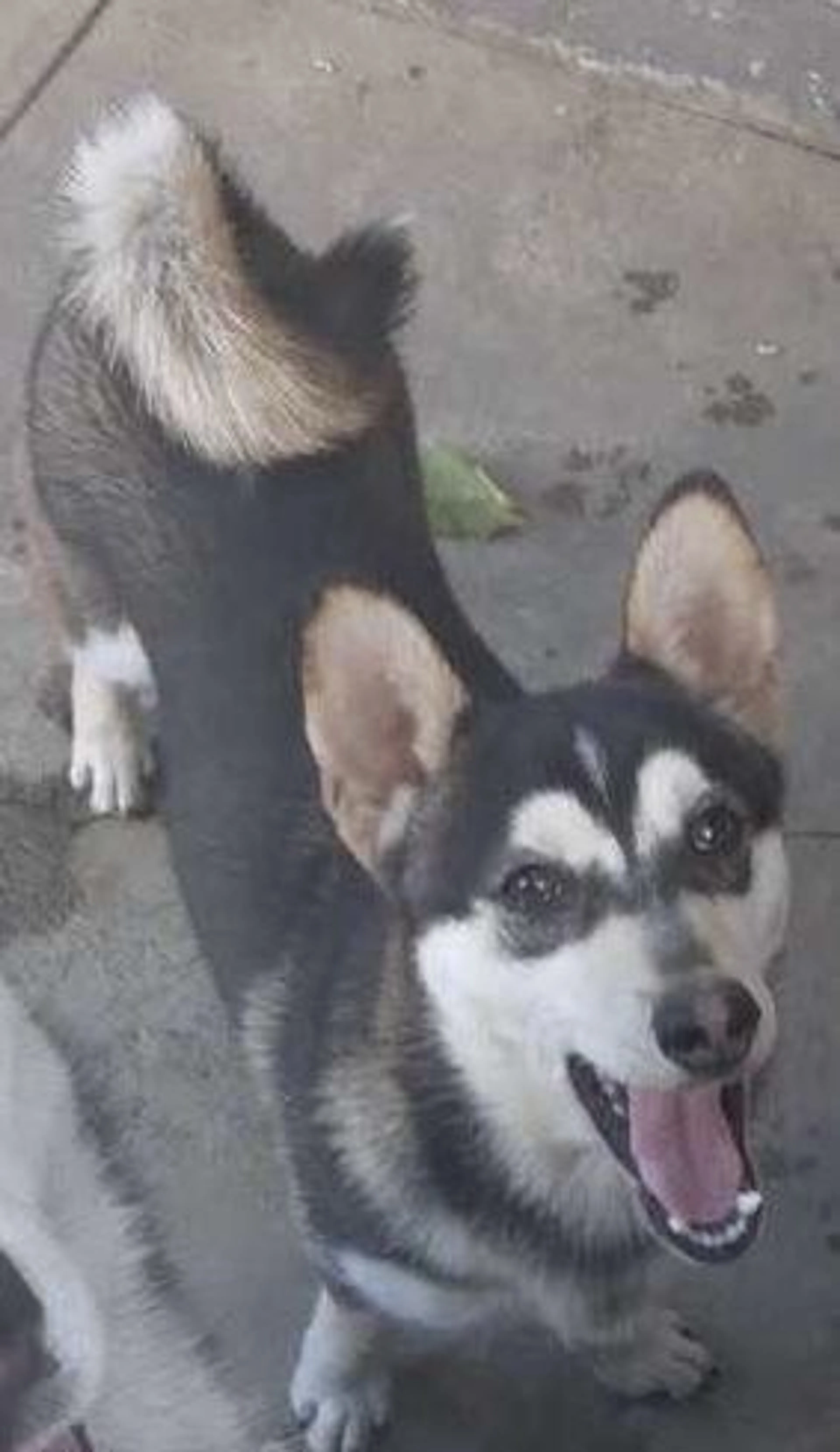 Lost pet-1