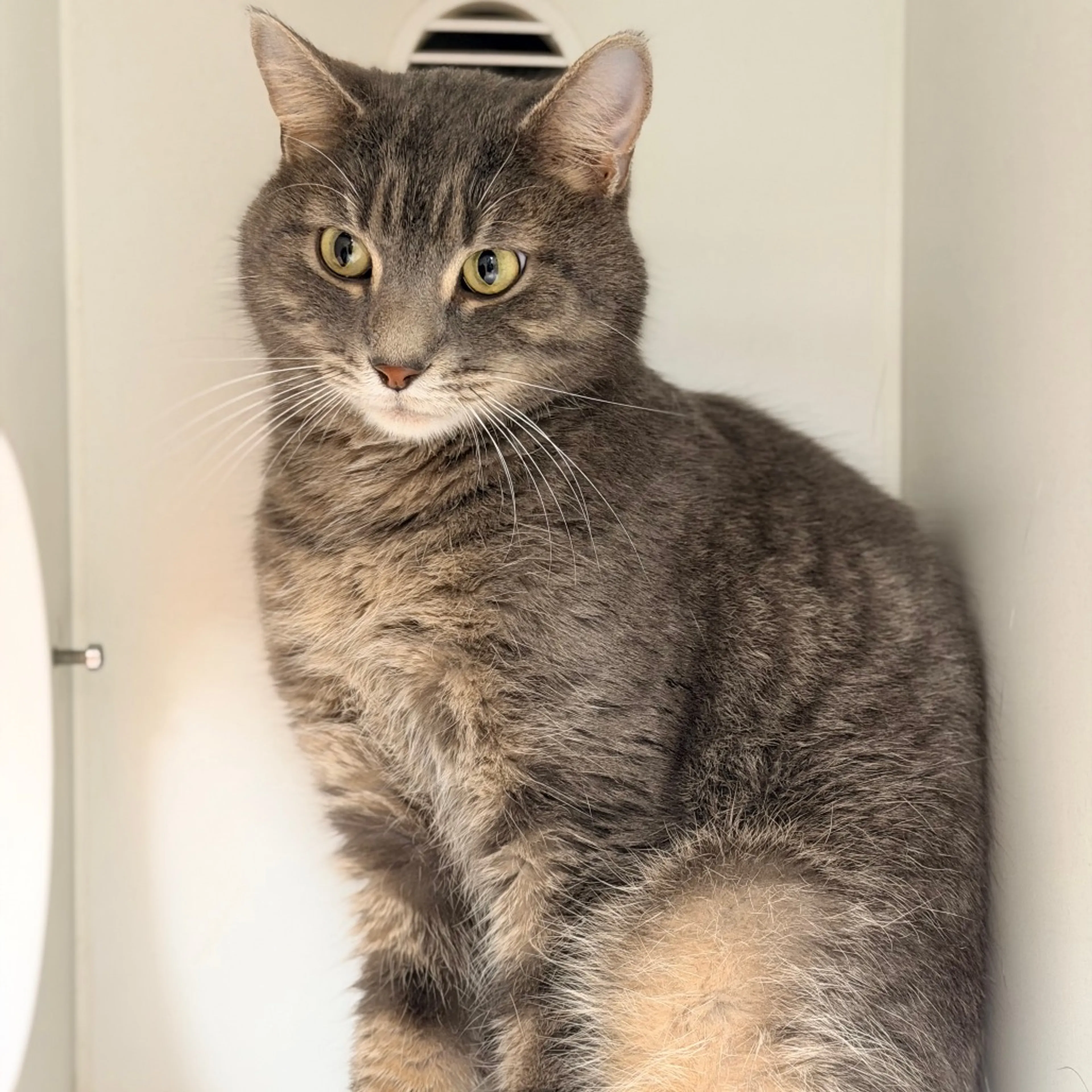 Found pet-1