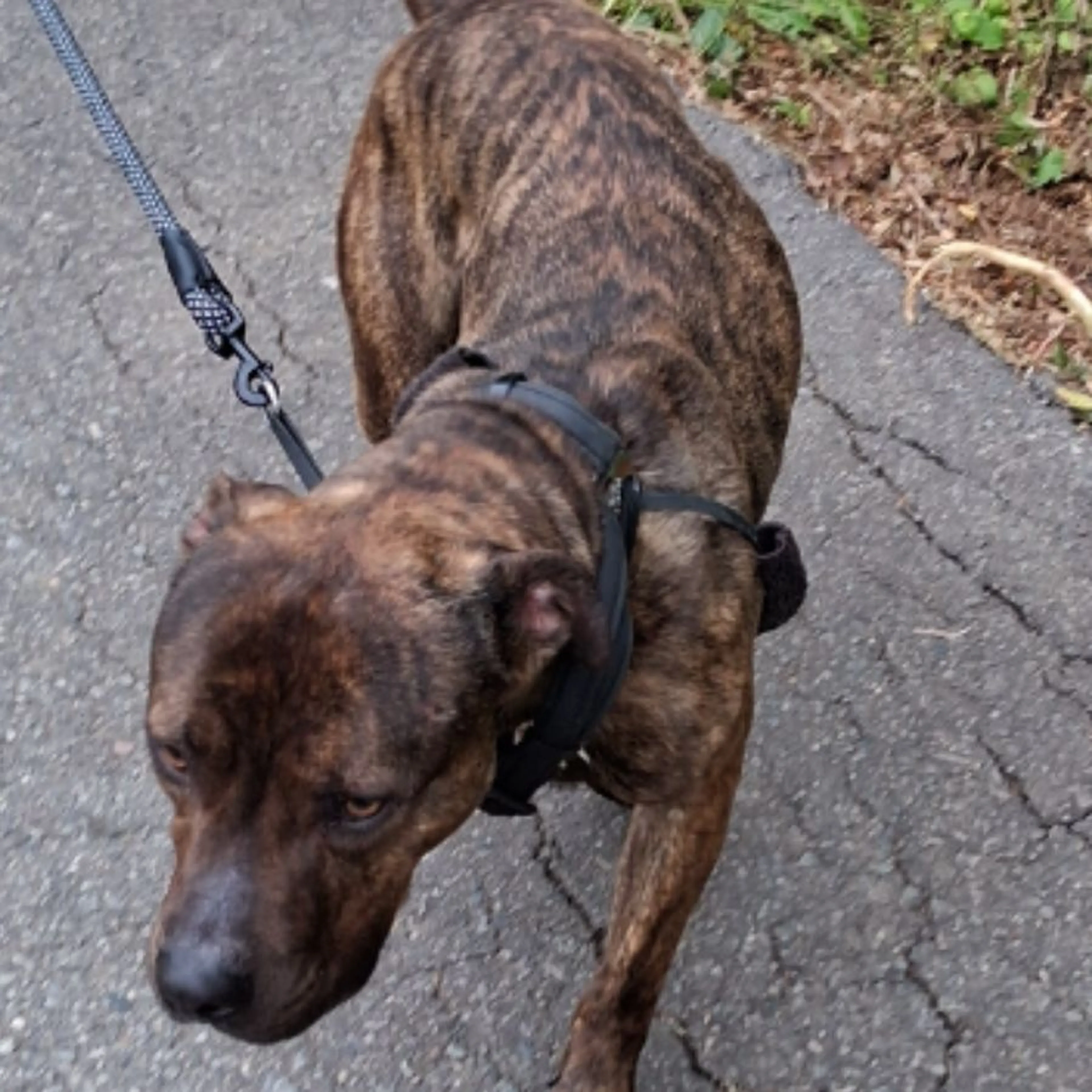 Found pet