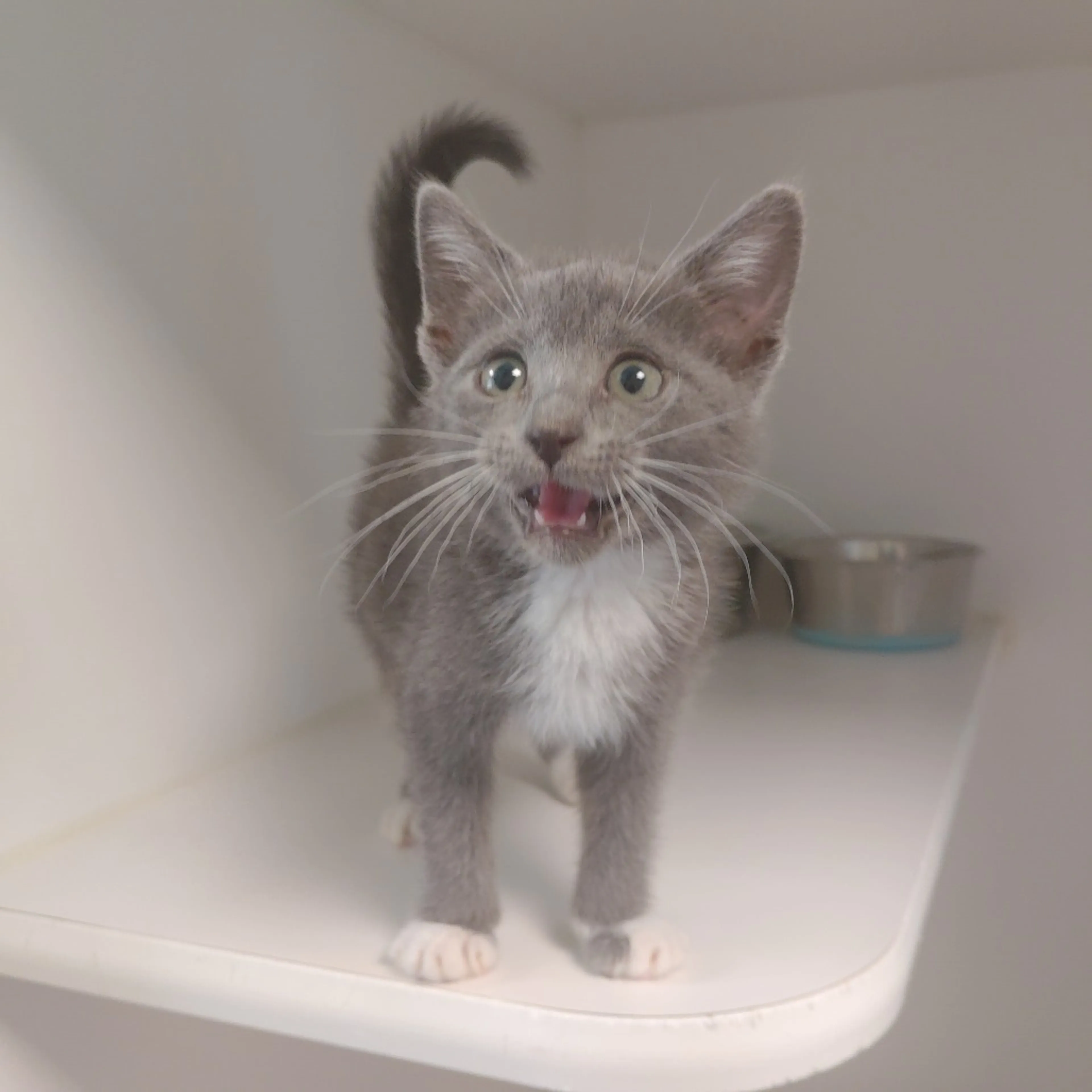 Found pet