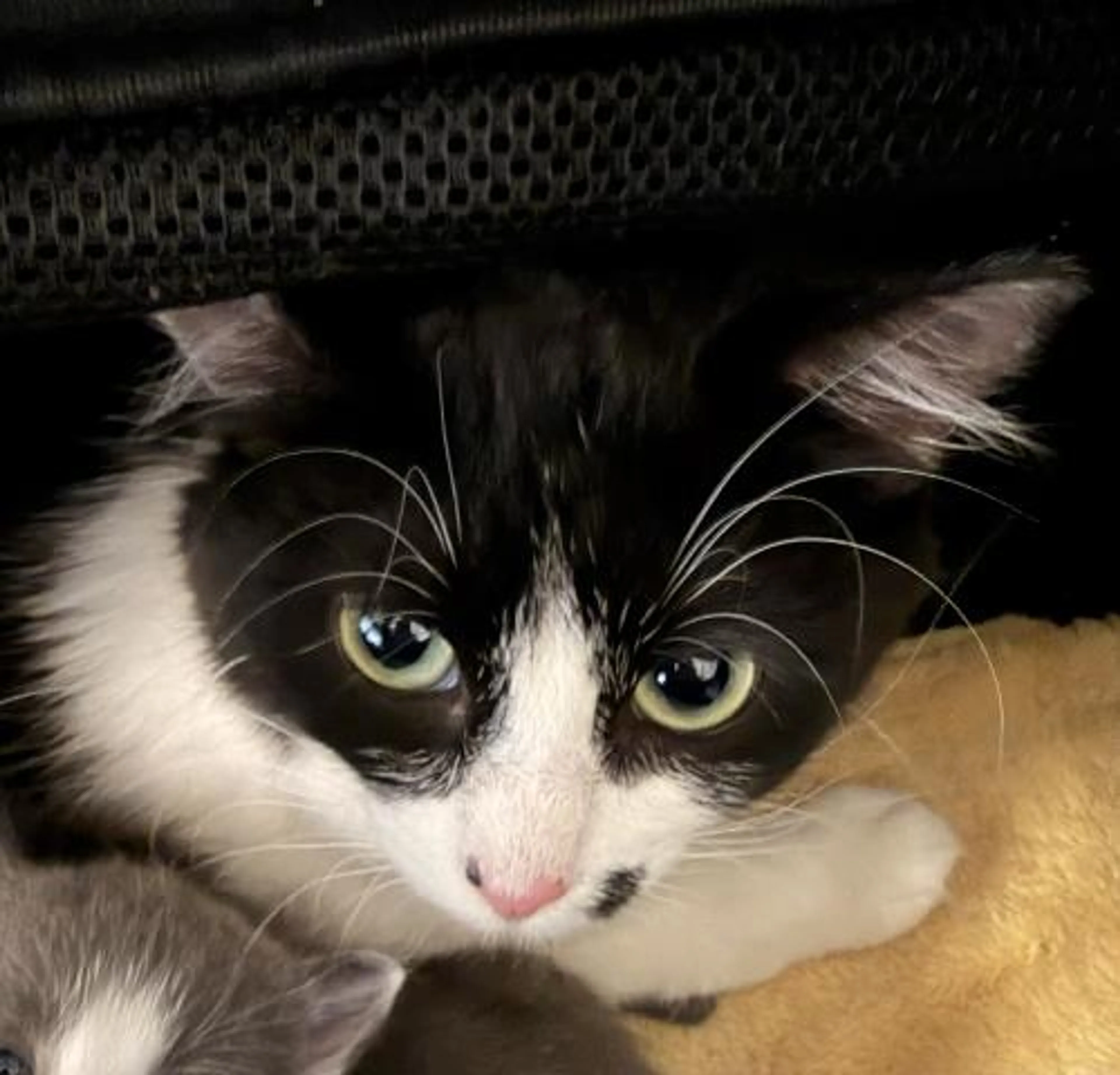 Found pet