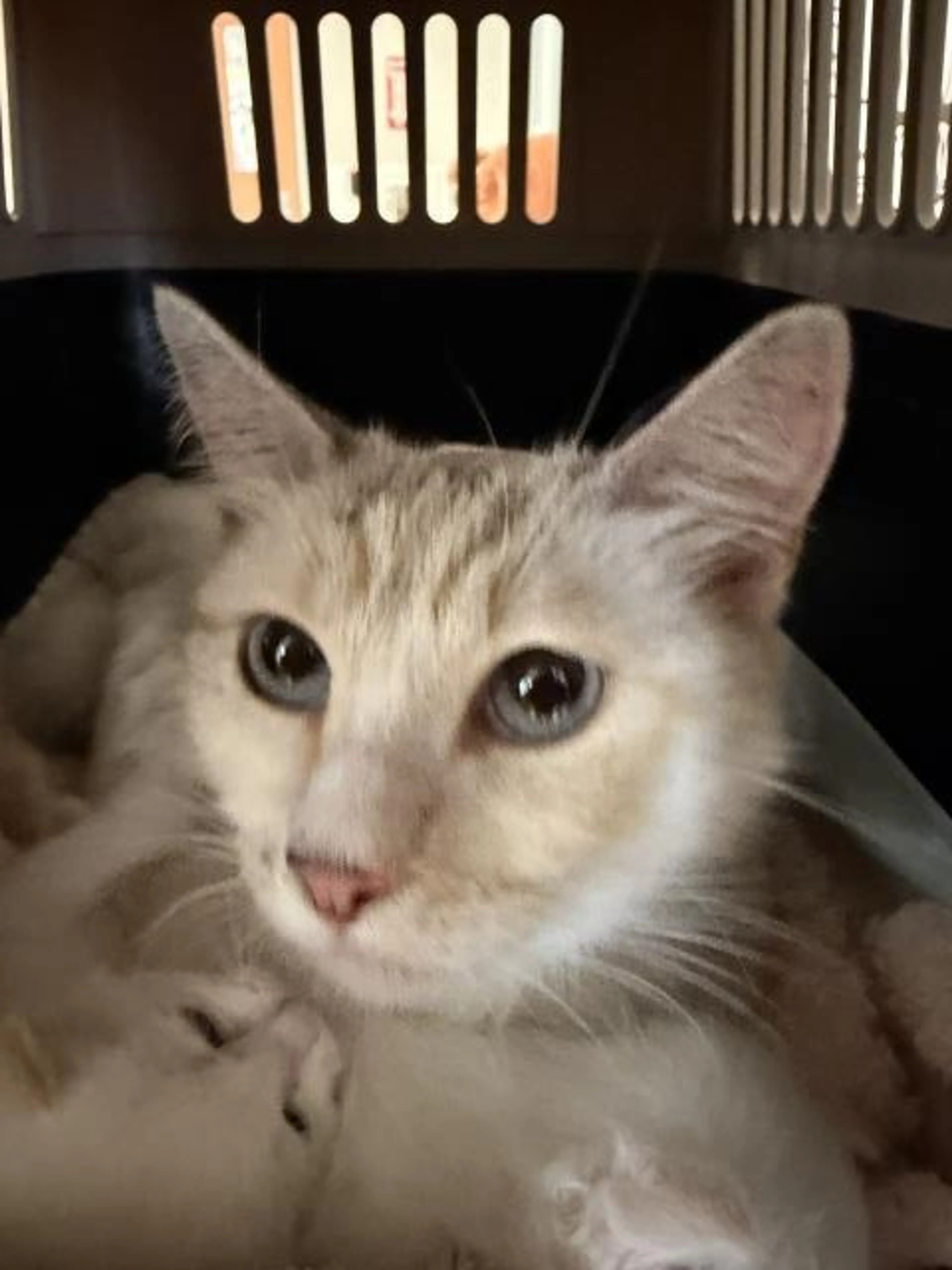Found pet