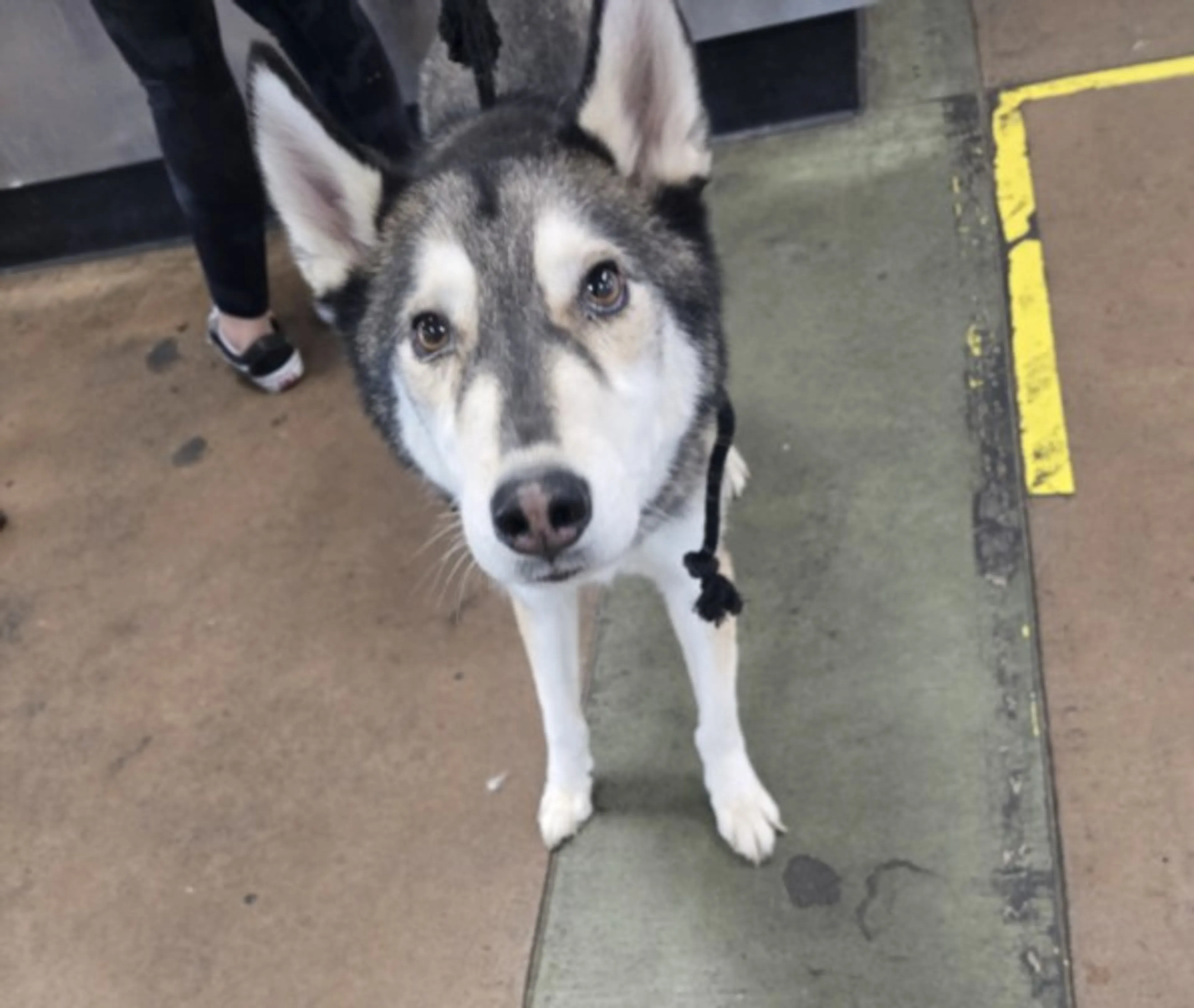 Found pet