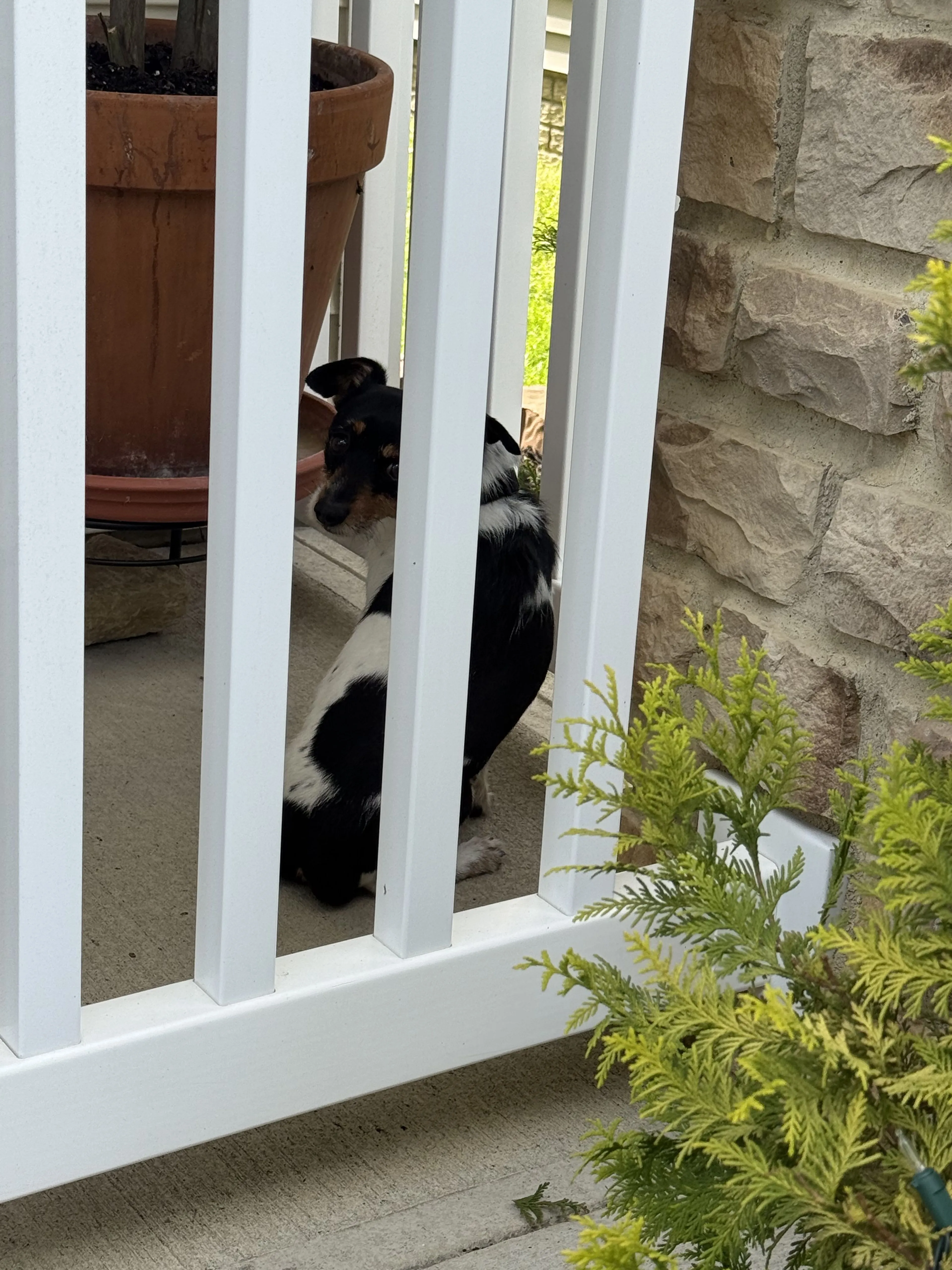Lost pet
