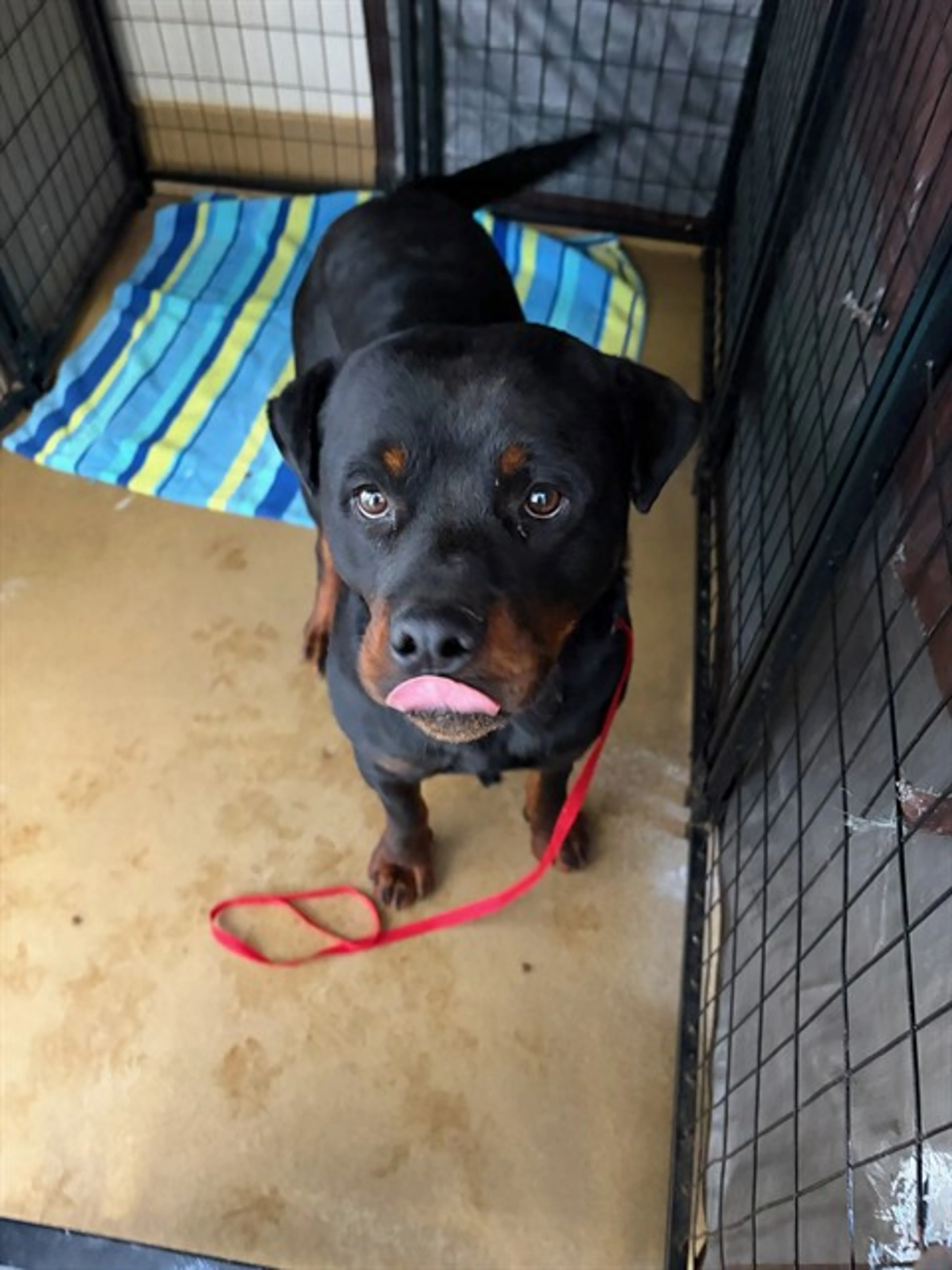 Found pet