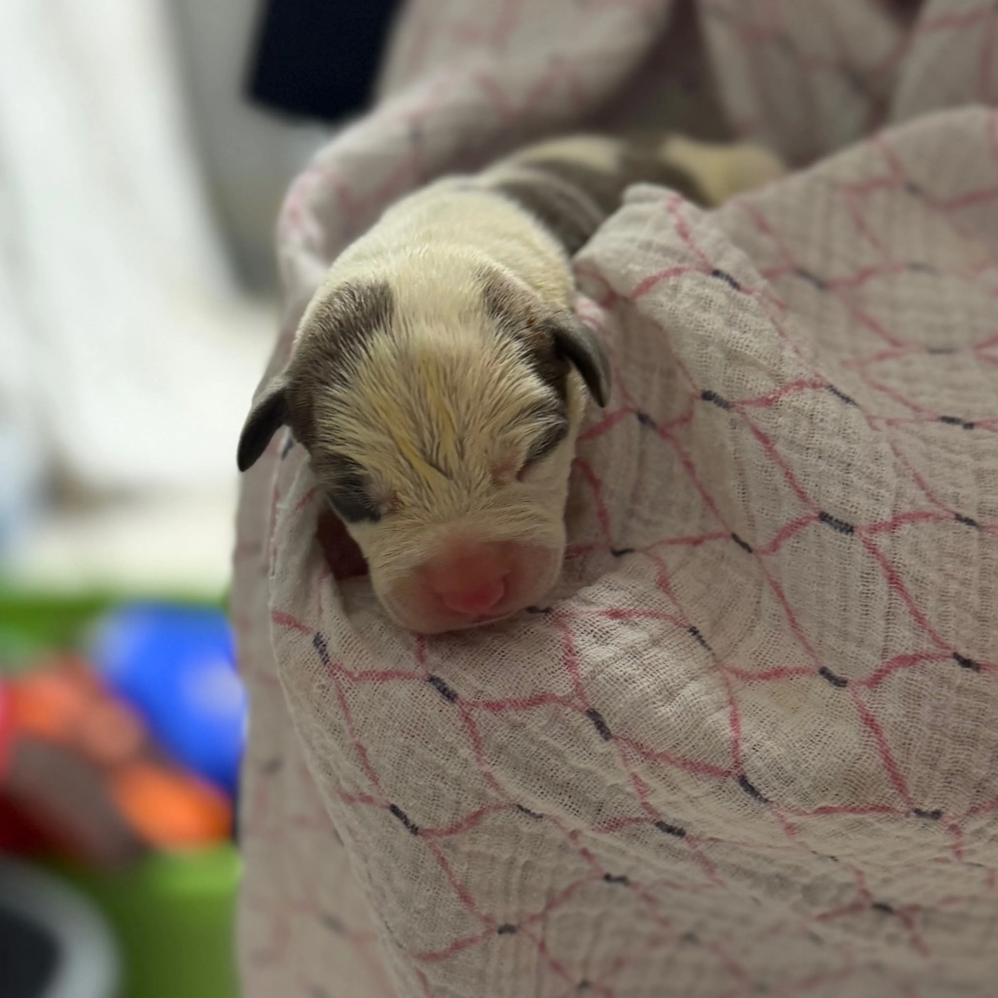 Found pet-1