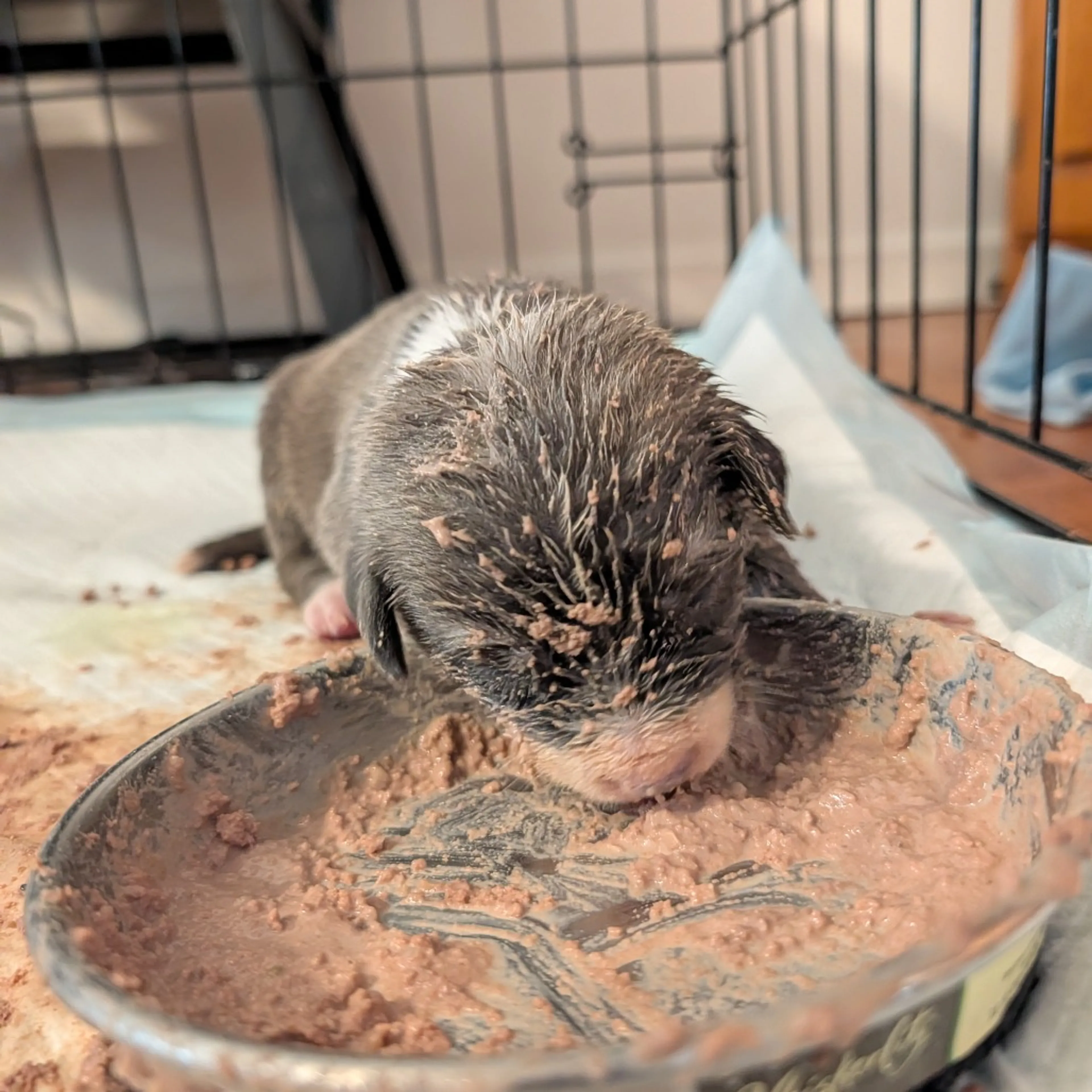 Found pet-4