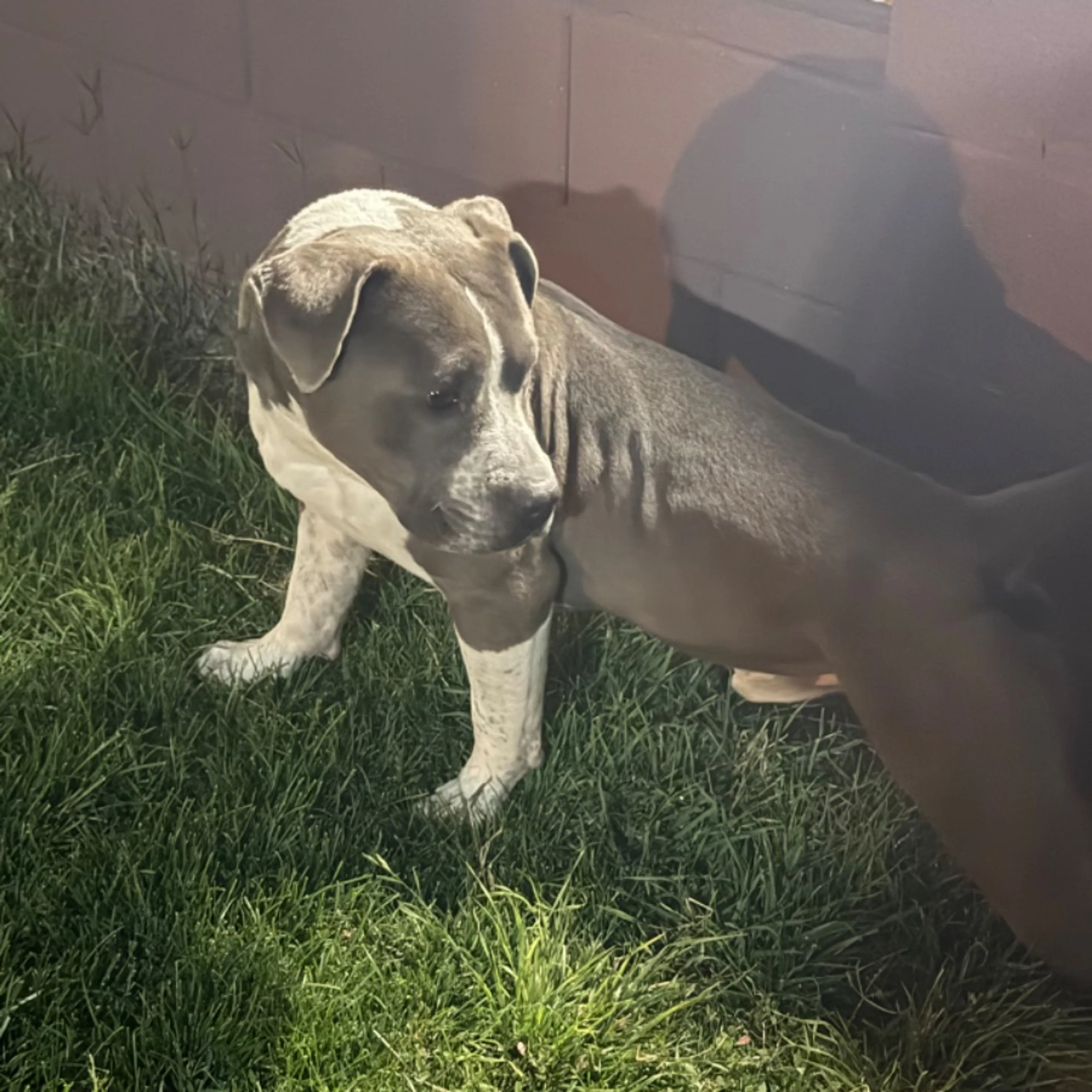 Lost pet-0